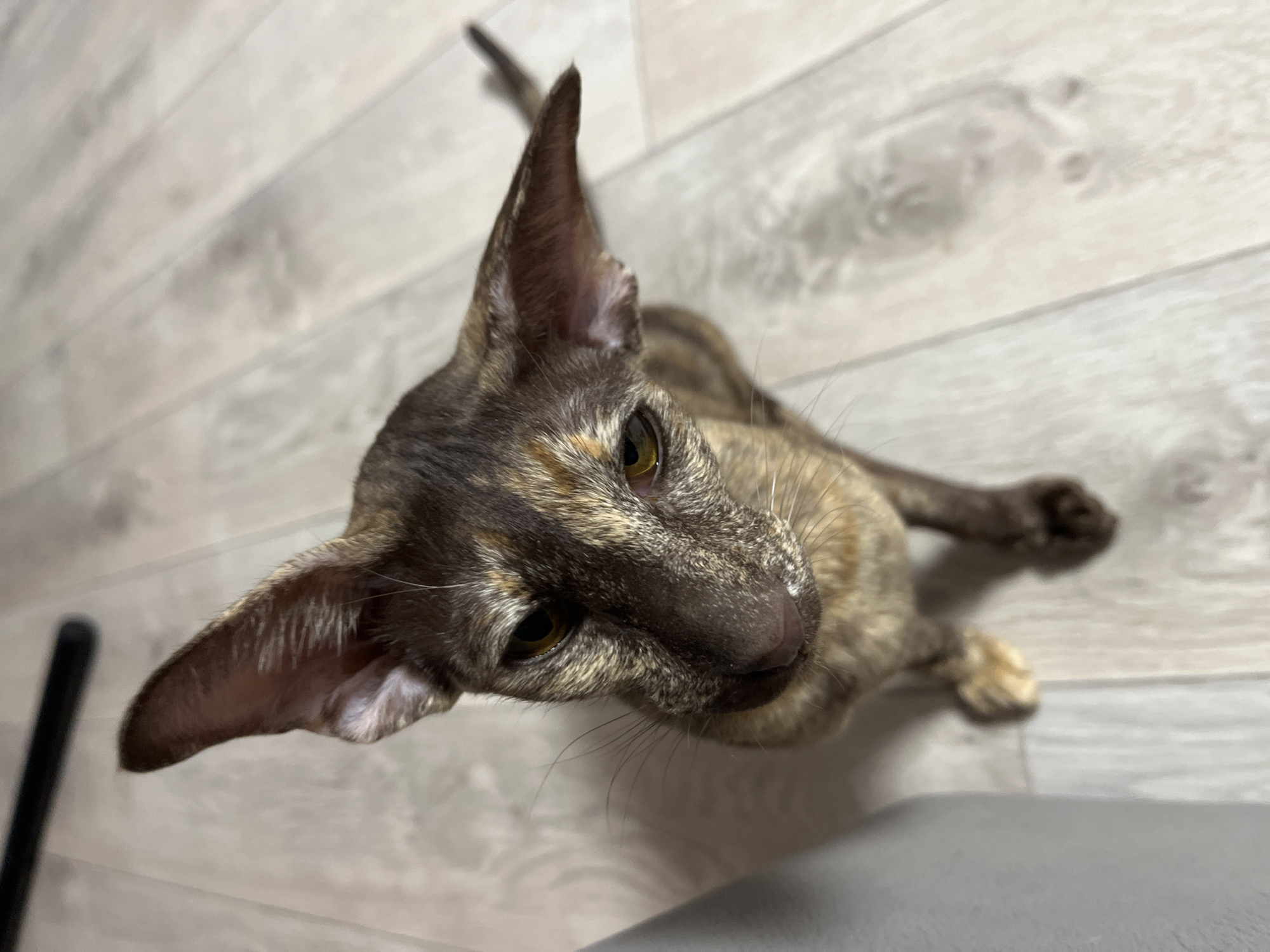 A cat with dark, mottled fur and large, pointed ears is looking upwards towards the camera. The cat is positioned on a light grey, wood-like floor. A black object is partially visible at the left edge of the frame, and a grey surface is visible in the bottom right corner. The photograph is taken from a high angle. No people are visible. The photograph appears to have been taken indoors. There is no evidence in the image to connect it to the city of Chaikovsky, Russia.