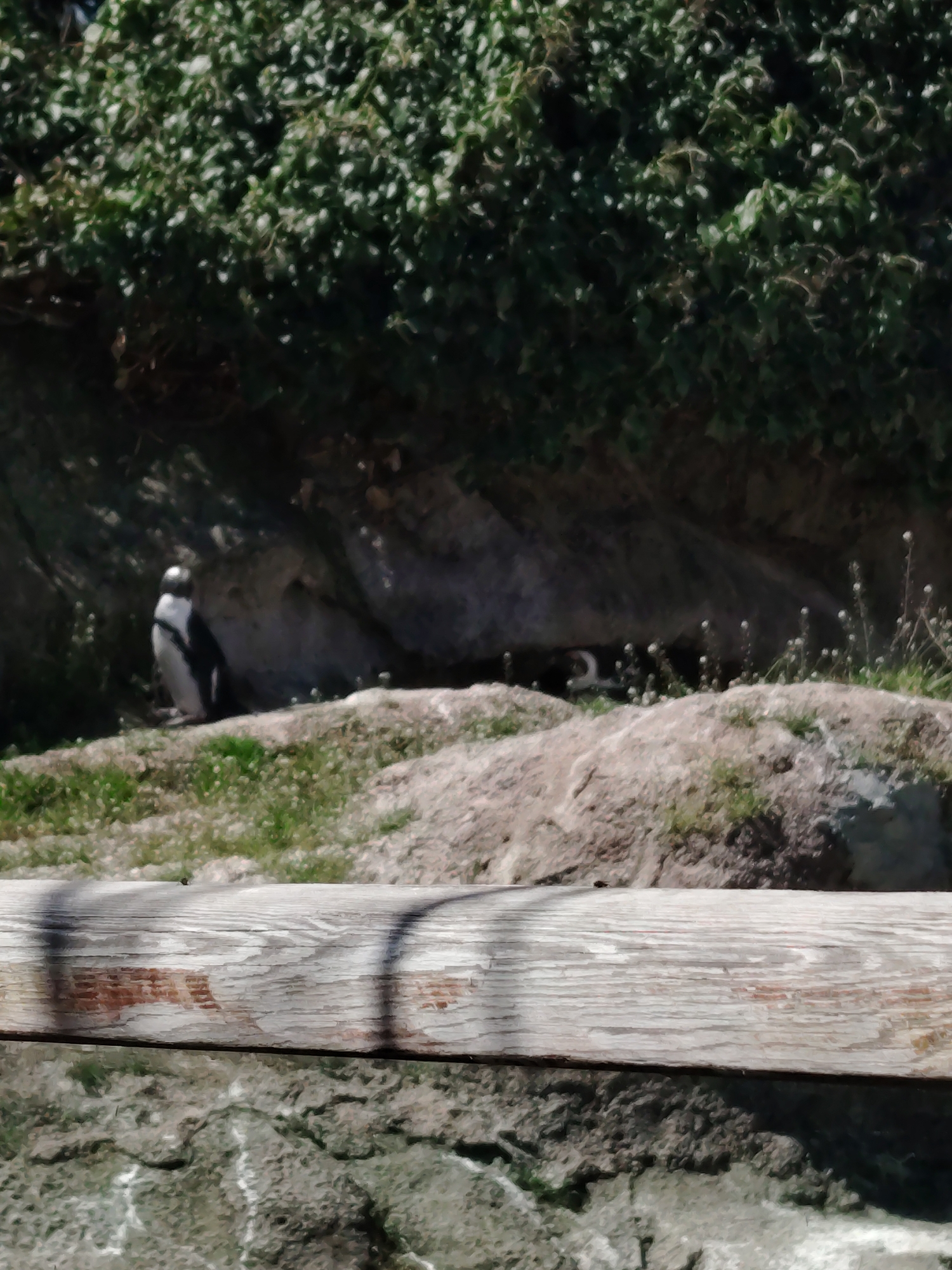 This image captures an outdoor animal enclosure, likely a part of a zoo or wildlife park, with the context suggesting it is located in Tepebaşı, Turkey. The scene is bathed in bright sunlight, indicating it is daytime.
The primary subjects are two penguins. One stands prominently on the left side of the mid-ground, facing right, its distinct black and white markings clearly visible. A second penguin is partially seen further back, nestled in a shaded area formed by rocks and vegetation towards the center-right of the frame, appearing to be resting or lying down.
The setting is a naturalistic habitat featuring light-colored rocks, sparse green grass with small white flowers on the ground. The background is covered in dense, dark green foliage, possibly bushes or ivy, growing on a rocky incline. A weathered wooden beam or fence post stretches horizontally across the entire foreground, acting as a barrier and casting shadows, further emphasizing the sunny conditions.
There is no discernible activity taking place, as both penguins appear stationary. No human subjects or specific emotions are evident. There is no visible text within the image.