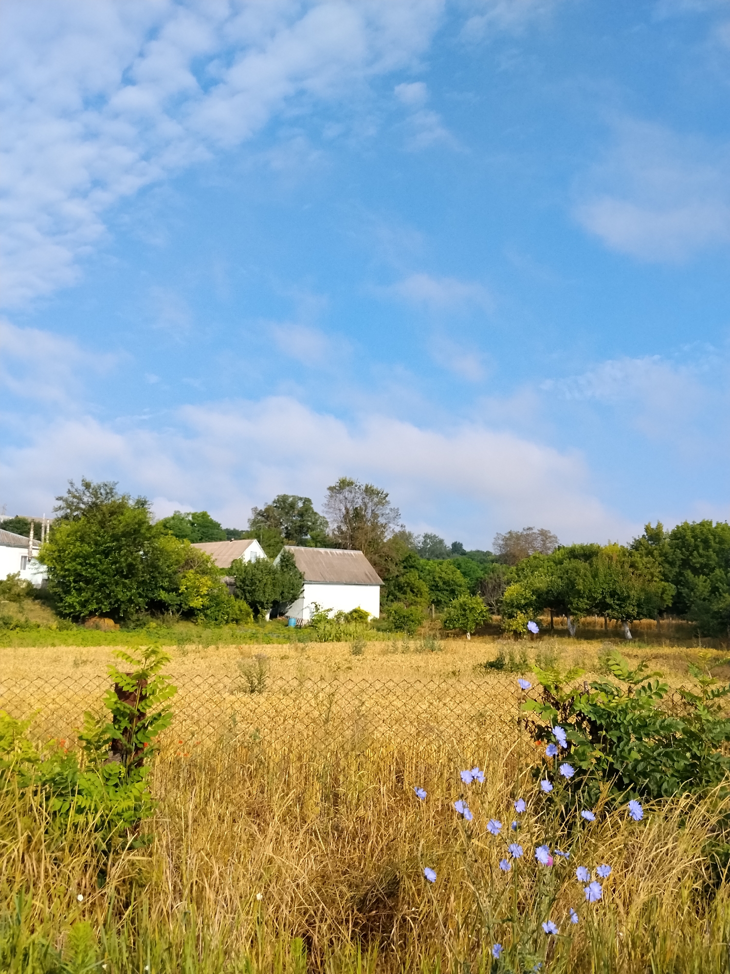 The image depicts a rural landscape with a clear blue sky dotted with white clouds. In the midground, several white buildings with gray roofs are visible, nestled among lush green trees. The foreground features a field of dry, golden grass behind a wire fence. Several blue wildflowers are growing in the foreground, some in focus and some blurred. The scene appears tranquil and idyllic, suggesting a peaceful countryside setting in Ustyvytsia, Ukraine.