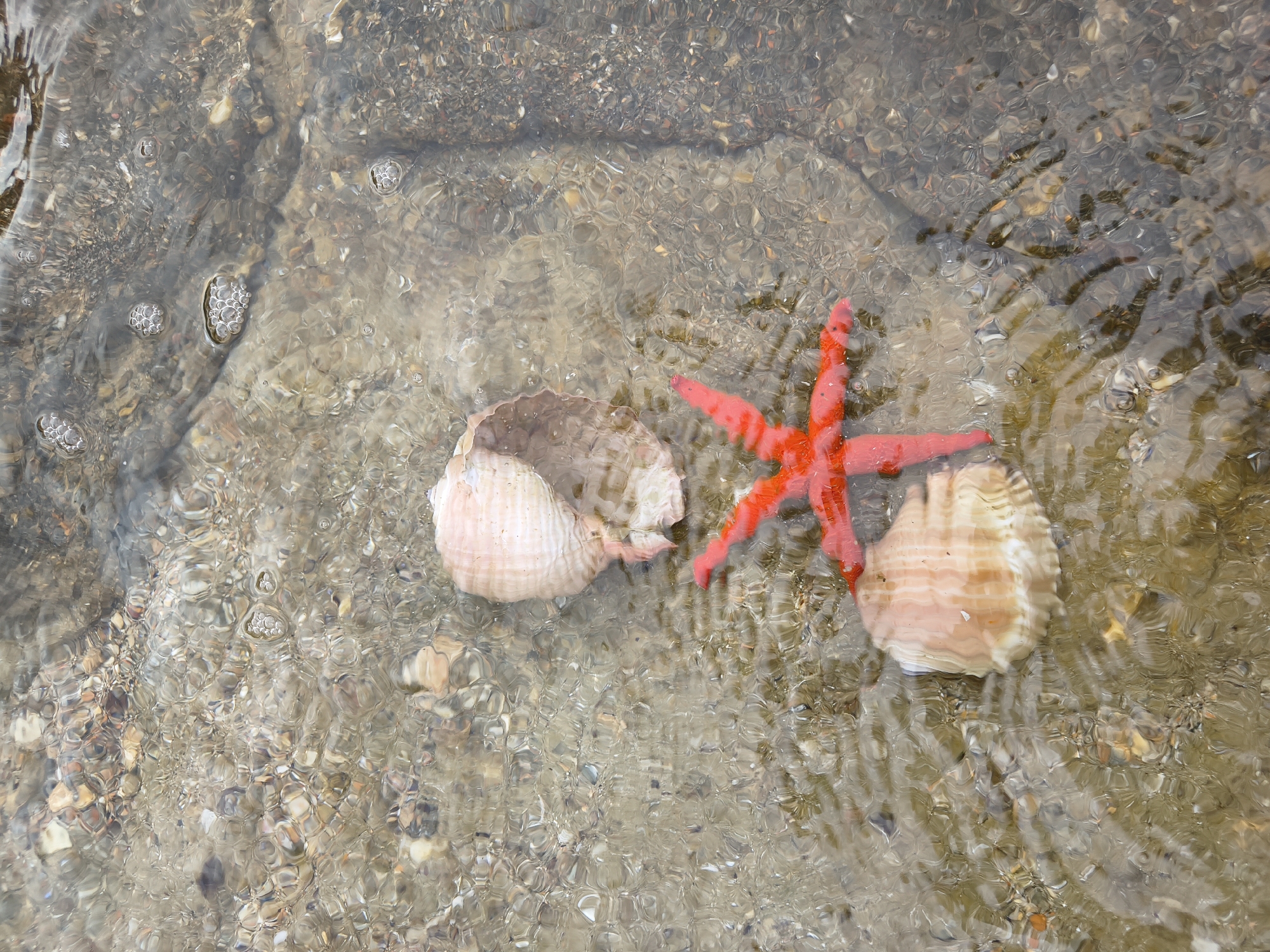 A top-down, medium shot captures a shallow body of water with a sandy and pebble-strewn bottom, likely on the coast of Limenaria, Greece. Submerged objects include two light-brown seashells and a vibrant red starfish. The water is clear, with ripples distorting the view of the seabed and creating light refractions. Bubbles of air are visible on the water's surface, suggesting gentle movement or disturbance of the water. The overall scene is serene and natural, characteristic of a beach environment.