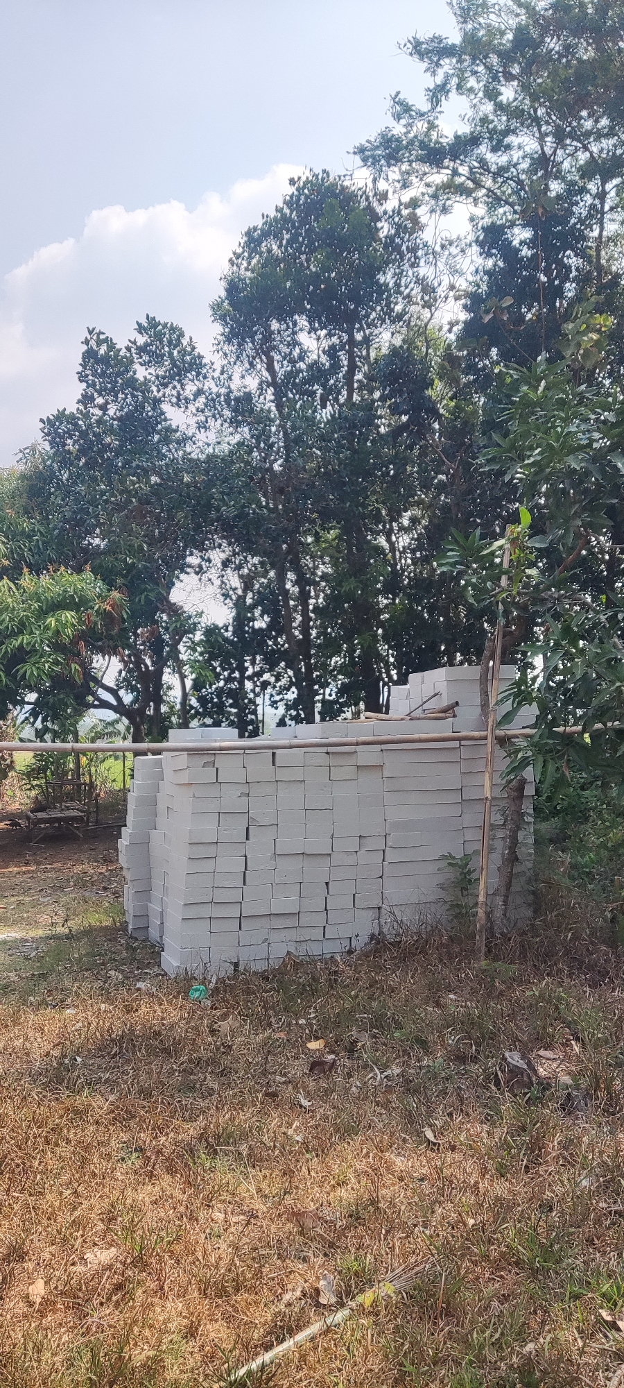 The image depicts a scene in Panongan, Indonesia, featuring a large stack of white bricks in the foreground. The bricks are neatly arranged in several layers, forming a substantial pile. Behind the bricks, lush green trees dominate the background, with their dense foliage creating a canopy against a clear blue sky with scattered white clouds. The ground is covered in dry, brown grass, indicating a potentially arid season or dry conditions. To the left of the brick pile, a rustic wooden structure, possibly a bench or a small table, is partially visible amidst the vegetation. A thin, vertical wooden pole supports a horizontal bamboo pole that runs across the top of the brick stack, suggesting a makeshift support or marker. The overall impression is one of an outdoor construction or storage area, possibly on the outskirts of a residential or commercial zone, given the natural surroundings.