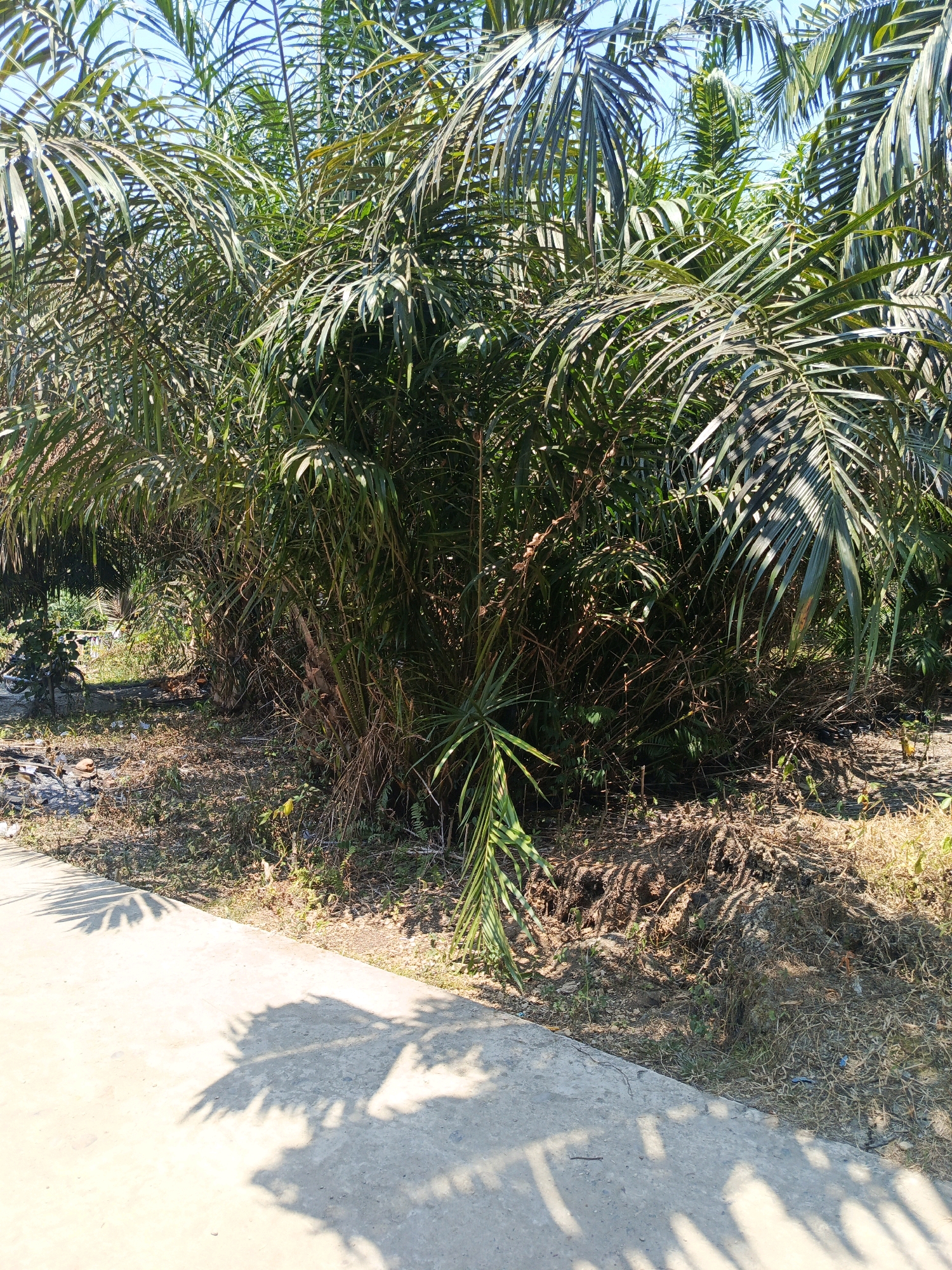 In Megang Sakti V, Indonesia, a bright, sunny day is captured with a focus on a dense cluster of palm trees. The foreground is dominated by a concrete pathway casting long, distinct shadows of palm fronds, suggesting the sun is high in the sky. The ground next to the pathway is covered in dry grass, soil, and some debris, with a slight mound of earth visible. Behind the pathway, the palm trees form a thick, green wall, their fronds extending upwards and outwards, obscuring much of what lies beyond. The overall impression is one of a tropical or subtropical environment, likely a roadside or edge of a plantation, with clear evidence of natural elements and some human-made infrastructure.