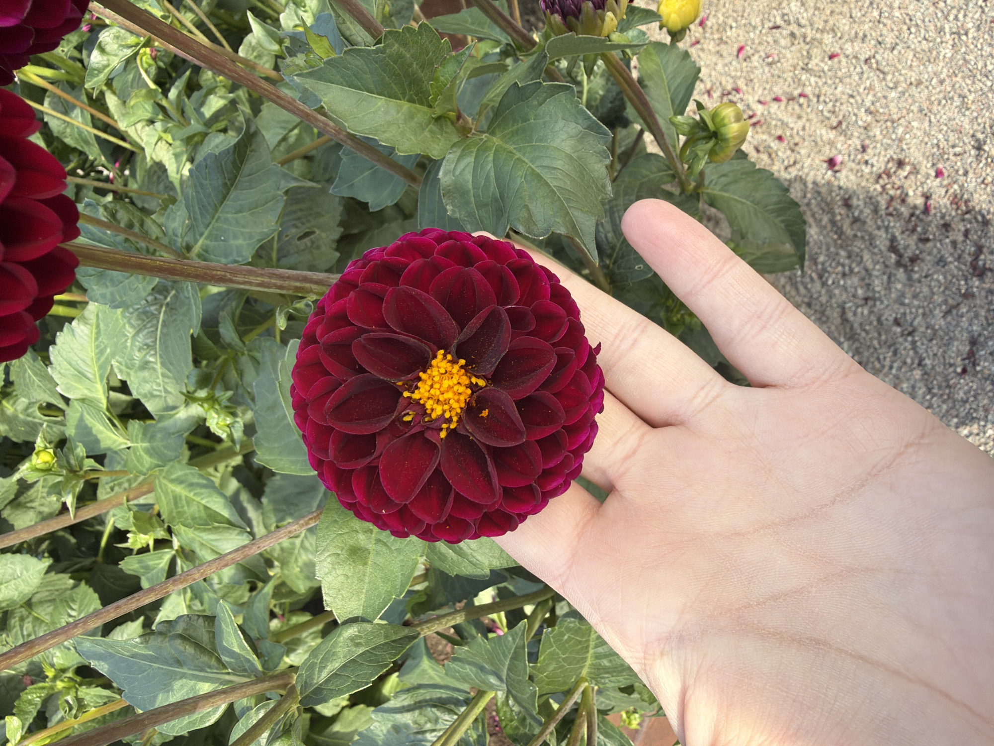 A close-up shot captures a deep red dahlia flower being held by a person's hand. The flower, with its intricate, layered petals and vibrant yellow center, is the focal point of the image. The hand, with its visible lines and light skin tone, gently cradles the bloom. Surrounding the flower is a lush backdrop of dark green foliage, characteristic of a garden setting. The stems of the dahlia are thick and brown, supporting the weight of the heavy blooms. In the background, hints of gravel and fallen petals suggest the flower may be part of a larger garden display. The overall lighting suggests an outdoor environment, likely during the day. There is no visible indication of the specific location within the city of Växjö, Sweden.