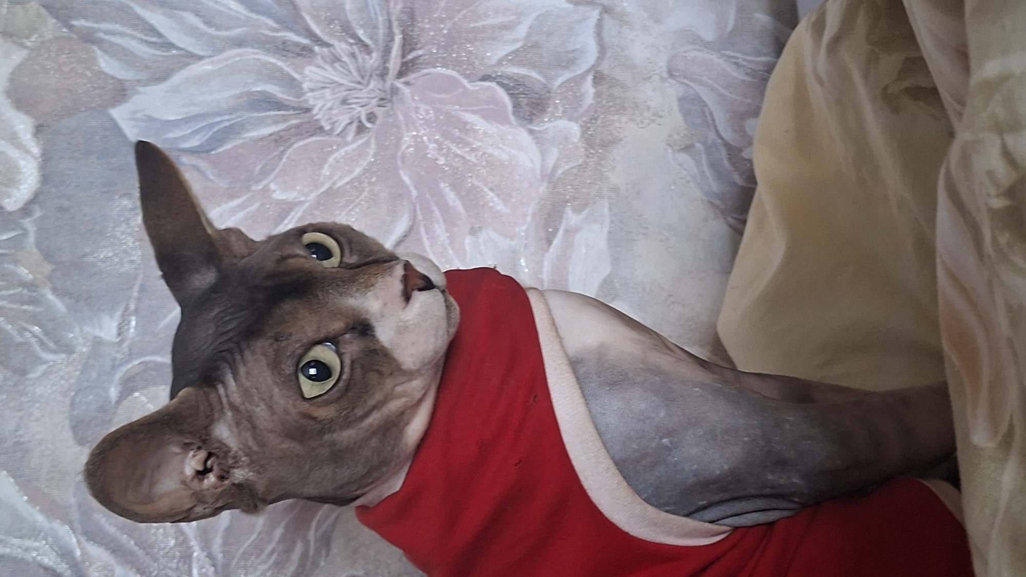 A sphynx cat, wearing a red garment with a cream trim, is positioned in the foreground, looking towards the right side of the frame. The cat's skin is a mottled grey and pink. The background features a light-colored wall adorned with large, embossed floral patterns in varying shades of grey and pink. The floral design has a textured, almost three-dimensional appearance and a subtle sparkle. The cat is situated on a beige fabric surface that extends into the lower portion of the image, creating a soft, textured foreground. The scene is lit from the front, casting subtle shadows. The image appears to be taken indoors, likely in a residential setting.