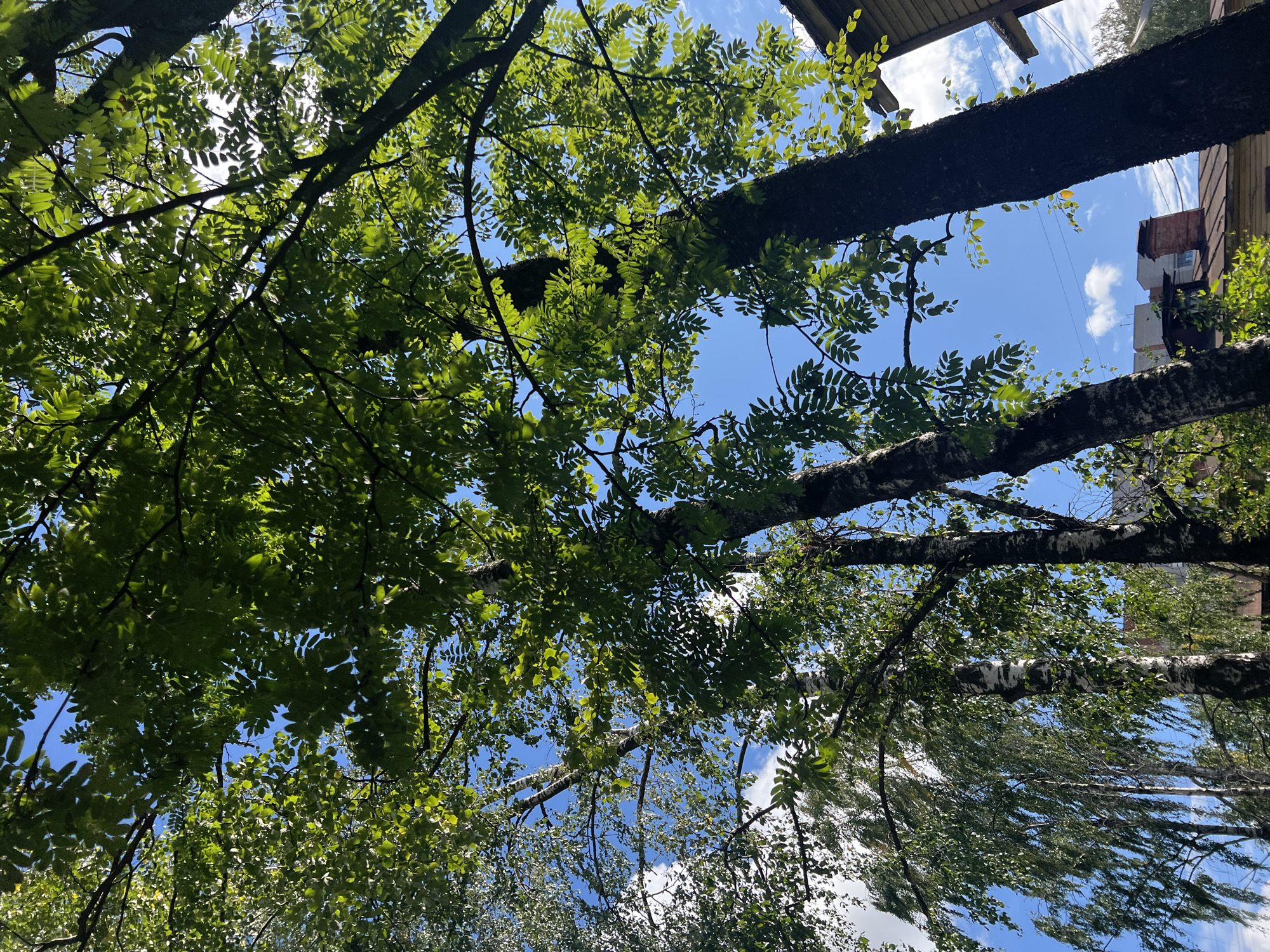 An outdoor, low-angle shot shows the canopy of several trees against a bright blue sky with scattered white clouds. The leaves of the trees are predominantly green, with some areas dappled with sunlight. The trunks of some trees are visible, with textured bark. In the background, buildings with reddish-brown roofs and brick chimneys can be seen peeking through the foliage. The overall scene suggests a natural environment within an urban setting.