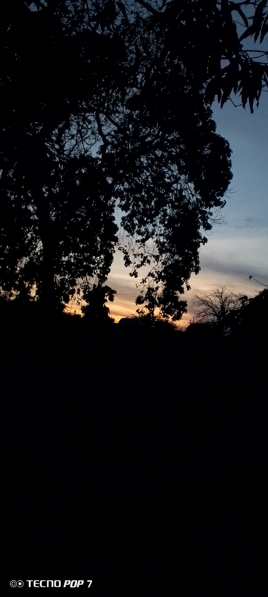 The image shows a silhouetted tree with foliage against a twilight sky. The sky transitions from blue to orange near the horizon, suggesting either sunrise or sunset. Another tree is visible to the right, also silhouetted. The foreground is mostly dark. The location mentioned, Altagracia, Venezuela, does not directly appear in the image details but provides context.