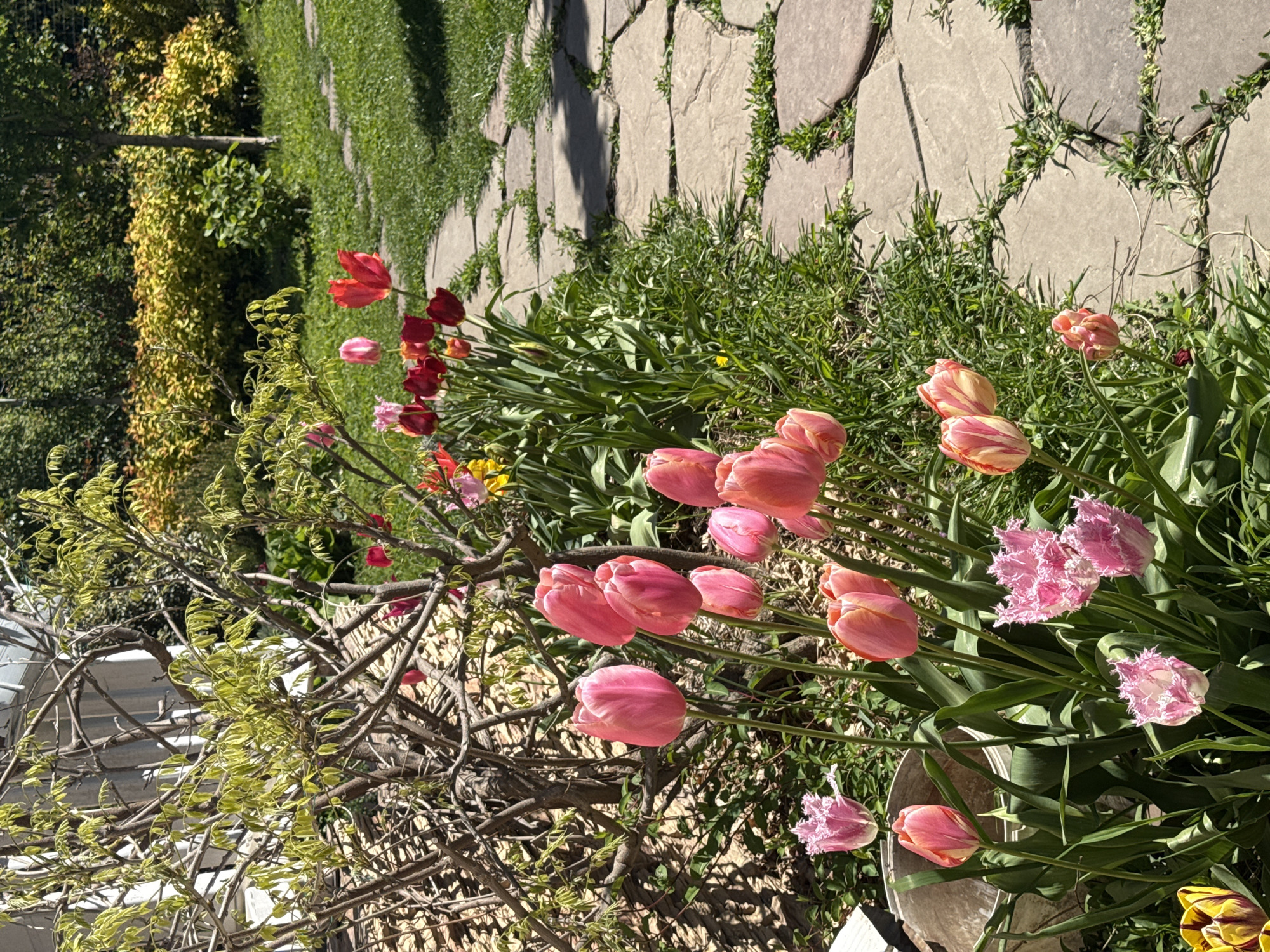 This image presents a vibrant garden scene, likely in Pervorechenskoye, Russia, under bright sunshine. The primary subjects are numerous blooming tulips, showcasing a variety of colors and forms. Most prominent are clusters of pink and peach tulips, some with classic cup shapes and others featuring distinctive fringed or ruffled petals. A group of red tulips is visible further back on the left, and a few yellow-striped tulips can be seen near the bottom right.
The flowers are set against a backdrop of lush green foliage and grass. An irregular path made of light-colored stone or paver blocks weaves through the garden, with grass growing between its segments. Strong sunlight casts clear, defined shadows on the path and surrounding greenery, suggesting a bright, clear day, possibly mid-day or afternoon.
In the background, dense green and yellowish-green trees and shrubs create a natural boundary. In the mid-ground on the left, a structure of bare branches, possibly a trellis or a woody climbing plant, shows nascent light green leaves, indicating early spring growth. A small white pot or bucket is partially visible at the bottom right corner, nestled among the tulip leaves. No specific human activity is depicted; the scene captures a static moment of natural beauty and growth in a well-maintained garden. There is no visible text in the image.