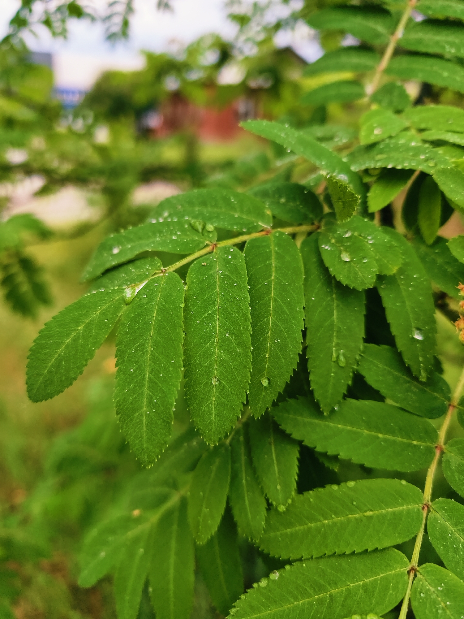 The image is a close-up shot of green compound leaves with water droplets, likely after rain. The leaves are serrated along the edges. The background is blurred, but suggests an outdoor scene with greenery and possibly a building in the distance. Based on the prompt information, the location is Noviy, Russia. The image predominantly features the leaves in the foreground, with the focus being on their texture and the water droplets.