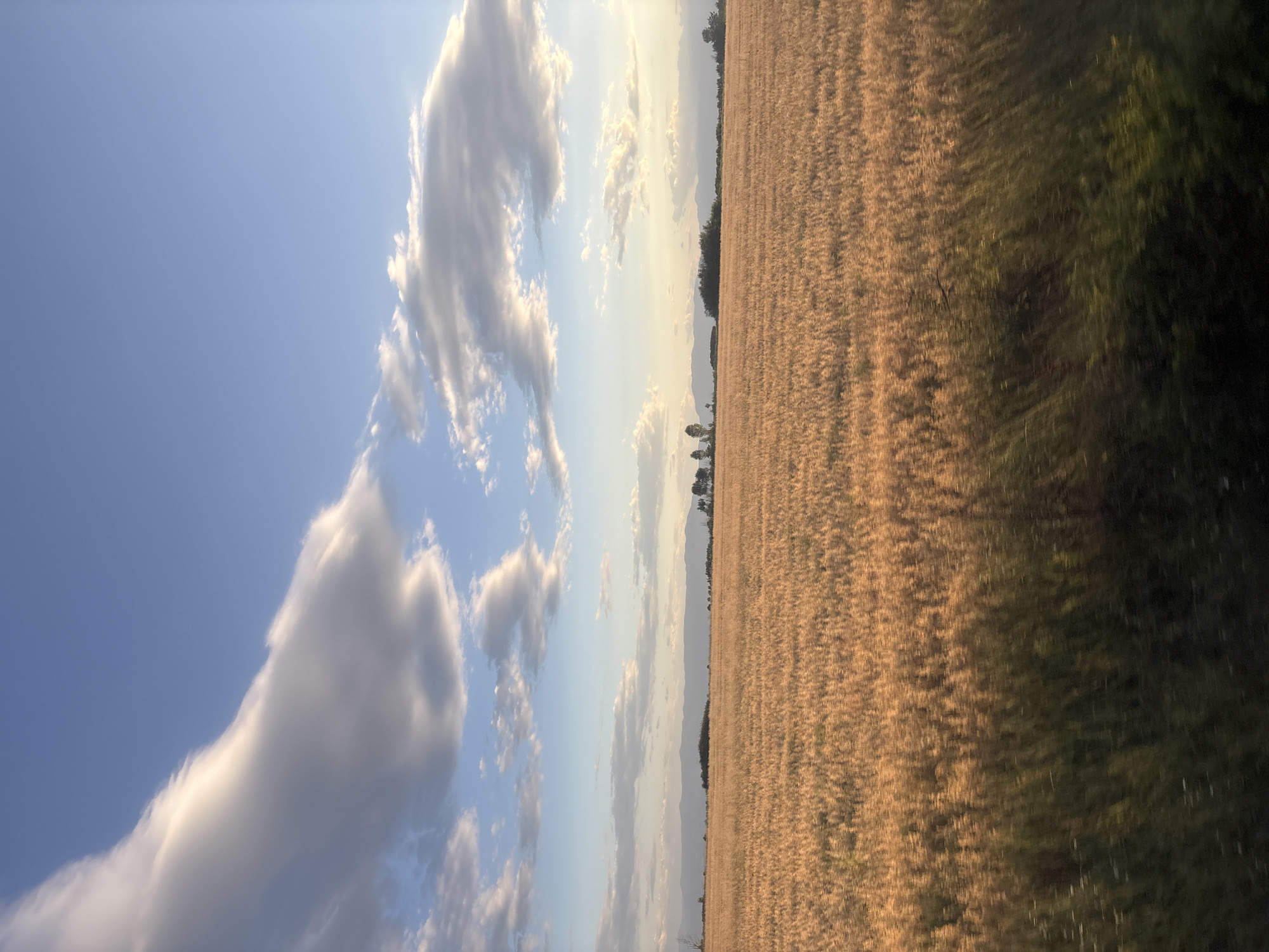 A wide-angle, low-angle shot captures a golden field of wheat or similar grain under a vast blue sky. The sun, positioned low and to the right, casts a warm glow on the crops, making them appear luminous and vibrant. The field stretches horizontally across the frame, its texture rendered somewhat blurry due to motion, suggesting the image was taken from a moving vehicle. In the distance, a gentle range of mountains forms a hazy, horizontal line against the horizon. Scattered trees and bushes dot the landscape between the field and the mountains. Several large, white, wispy clouds drift across the sky, some illuminated by the sunlight, adding depth and visual interest to the scene. The foreground shows a darker, greener area, possibly foliage or the edge of the field, also exhibiting motion blur. The overall impression is one of a rural landscape in Bulgaria, likely in the vicinity of Saedinenie, bathed in the soft, warm light of late afternoon or early evening.