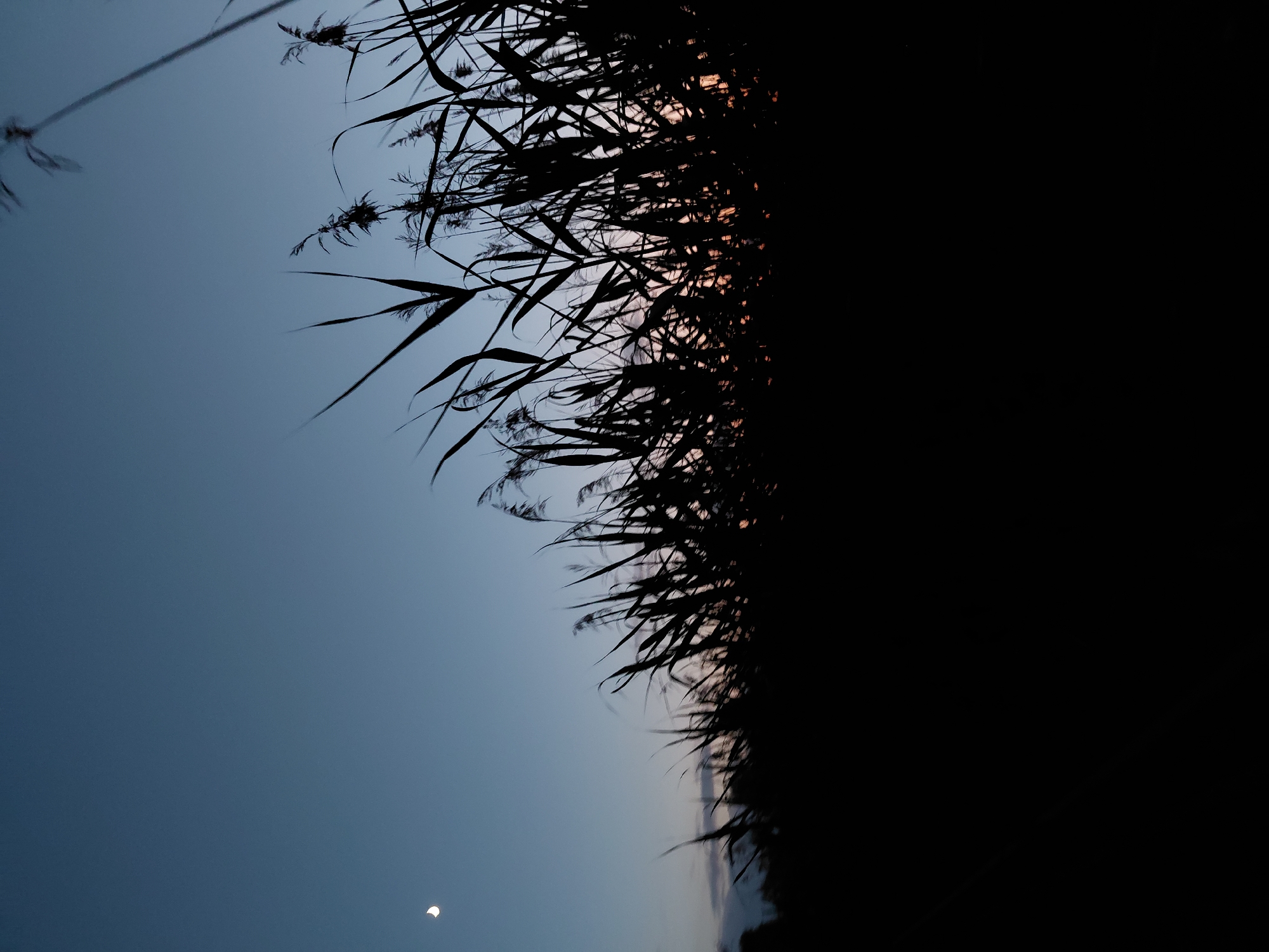 The image shows a silhouette of tall grass or reeds against a dusky sky. A crescent moon is visible in the upper left quadrant of the sky. The bottom half of the image is filled with a dark silhouette of what appears to be the ground or a field. The sky transitions from a deep blue at the top to lighter shades of blue and pink near the horizon, suggesting either dawn or dusk. The overall impression is a serene, natural landscape scene. There are no people or man-made structures visible. There is no information within the image to indicate the location of Ustyvytsia, Ukraine.