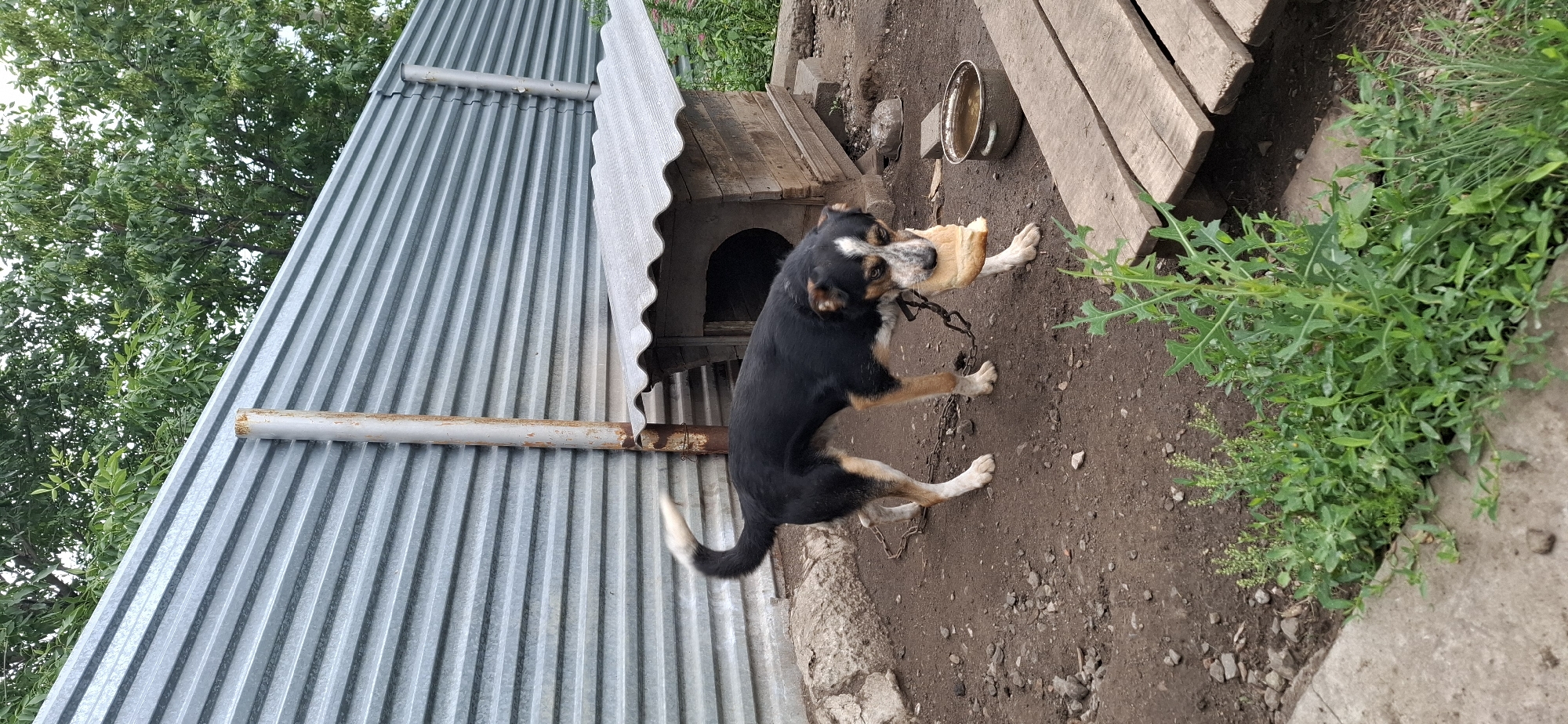 A medium-sized, tricolor dog, black, tan, and white, stands in a dirt yard, holding a piece of bread in its mouth. The dog is leashed to a chain. In the background, a weathered wooden dog house with a corrugated roof stands against a corrugated metal fence. To the right, a wooden platform is visible, along with a metal bowl containing liquid. The yard is somewhat unkempt, with scattered rocks and weeds growing in patches. Trees with green foliage are visible above the fence. The scene appears to be in an outdoor enclosure, likely a backyard, possibly in the city of Kostanay, Kazakhstan, given the context. The lighting suggests it is daytime, with an overcast sky.