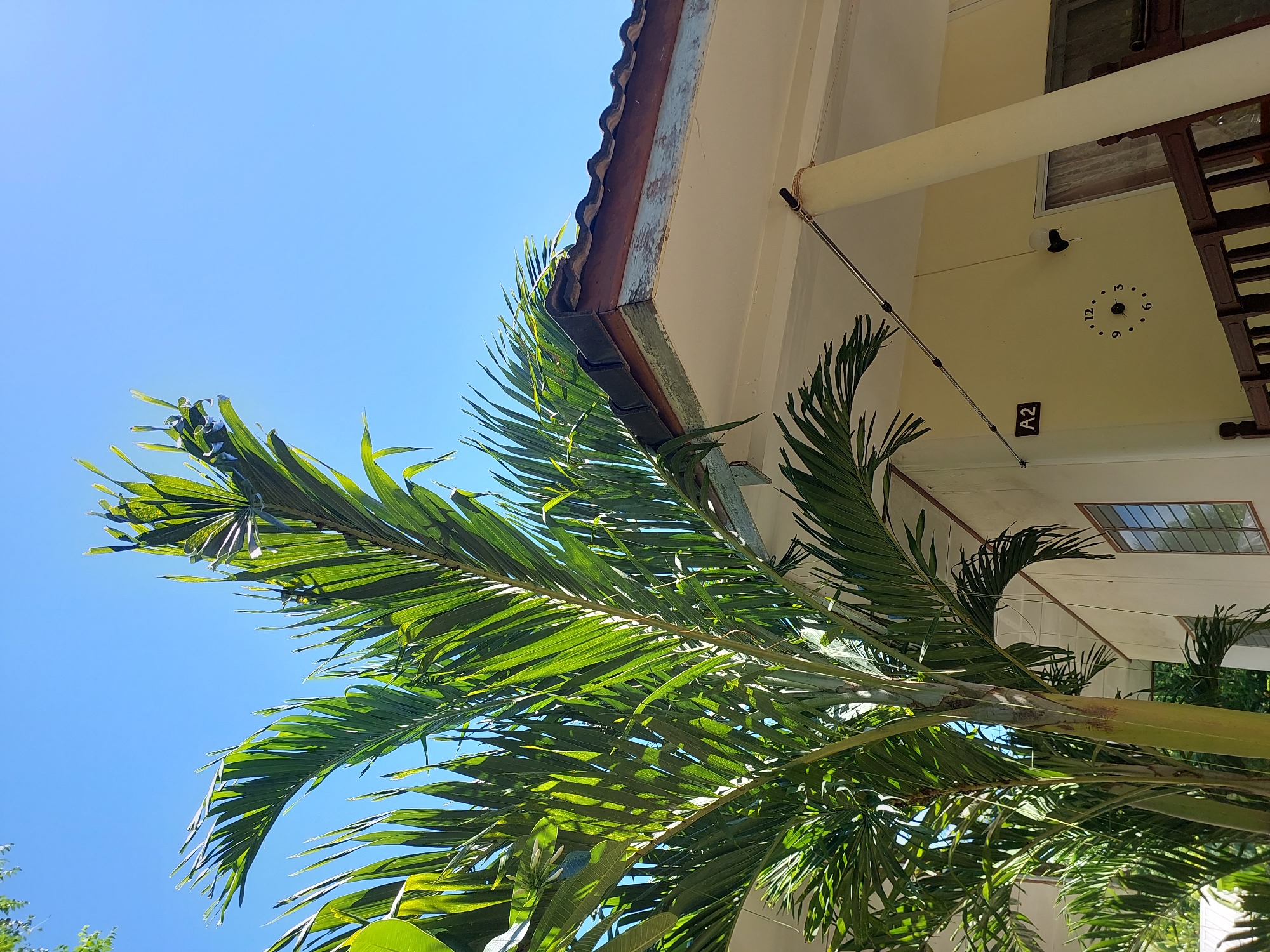 The image depicts an outdoor scene in Baan Mae Nam, Thailand, under a clear blue sky. In the foreground, lush green palm fronds dominate the left side of the frame, their leaves catching the sunlight. To the right, the corner of a building is visible, featuring a tiled roof with brown and dark grey tiles. Below the roof, the building's facade is painted a pale yellow, with white trim and weathered blue accents along the roofline. A cream-colored pillar supports the overhang. A black sign with "A2" is affixed to the wall, and below it, a circular black clock with white numbers is mounted on the wall. A simple light fixture is also present. A rustic wooden railing runs along the bottom of the building's porch. The scene suggests a tropical, residential or small business setting. There are no people visible in the image.