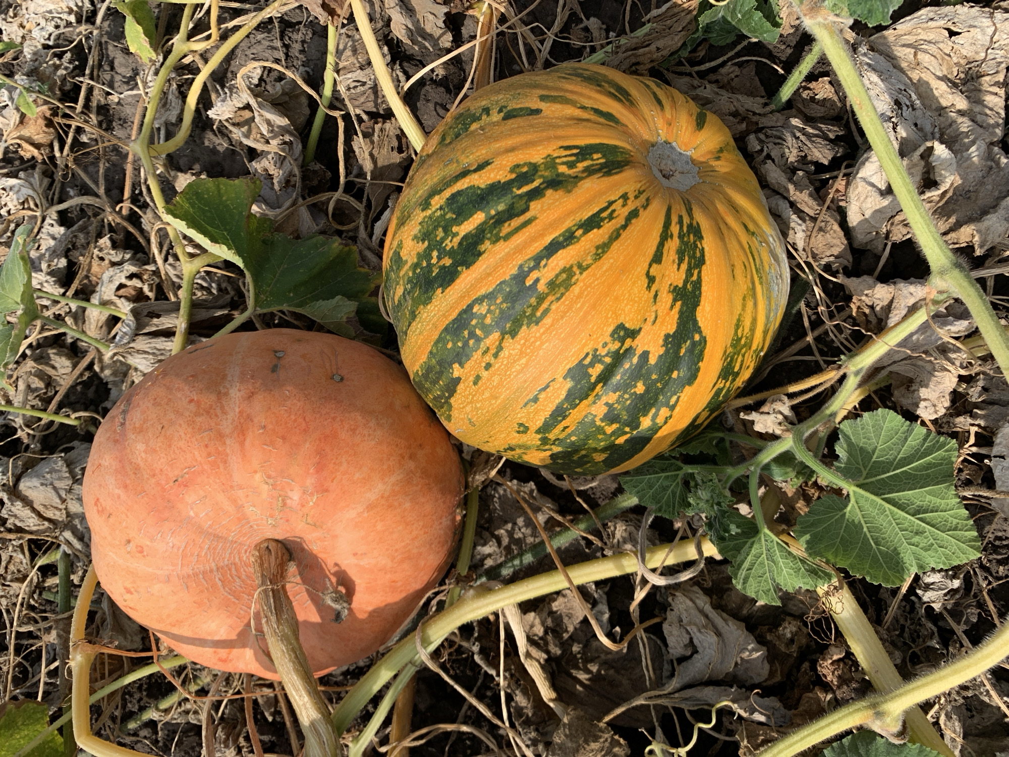 Two pumpkins lie on the ground in a field, surrounded by dried leaves and vines. The pumpkin on the left is orange and round, while the pumpkin on the right is striped with orange and green. The scene appears to be a farm or garden in Tkhorivka, Ukraine, likely during the autumn harvest season.