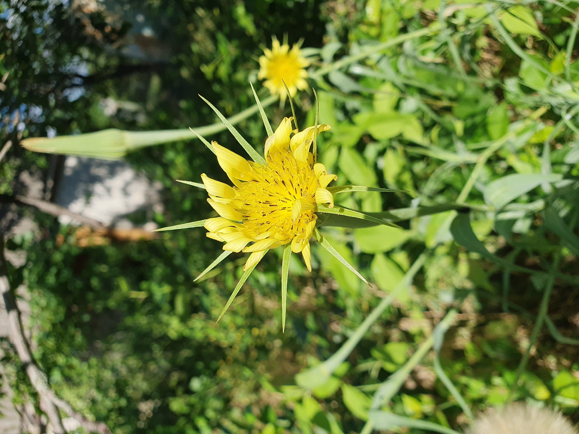 In Novoivanivka, Ukraine, a close-up shot captures a vibrant yellow flower with spiky petals and a central cluster of stamens. The flower is in focus, while the background is a blur of green foliage, suggesting an outdoor, natural setting. A tightly closed bud of a similar flower stands tall to the right of the main bloom. The lighting indicates it is daytime, likely sunny, with dappled shadows cast by unseen trees in the upper left corner. The scene is serene and natural, with no people or man-made objects other than a hint of a structure in the far background.