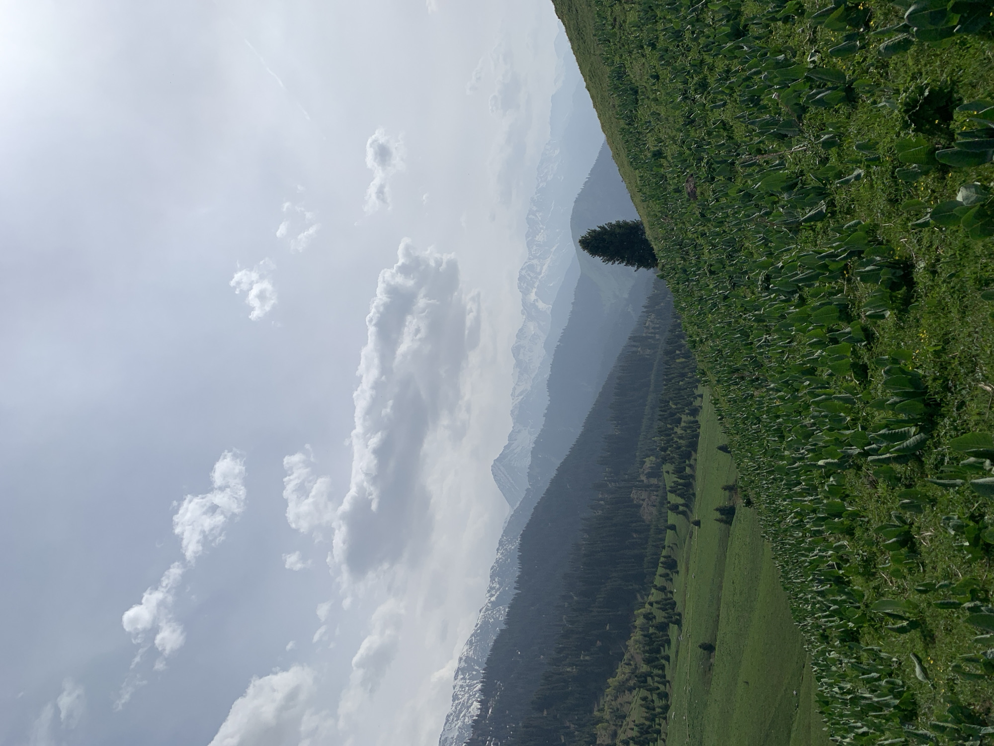 The image depicts a mountainous landscape, likely located in or near Almaty, Kazakhstan. The foreground features a steep, grassy hillside covered in vegetation, including leafy plants and scattered wildflowers. A single evergreen tree stands out against the slope. In the middle ground, a series of mountain ranges recede into the distance, their slopes covered in dense evergreen forest. Snow-capped peaks are visible in the distance, partially obscured by haze or clouds. The sky is overcast with scattered cumulus clouds and a diffused sunlight, indicating possible high altitude. There are no people or other visible subjects present.