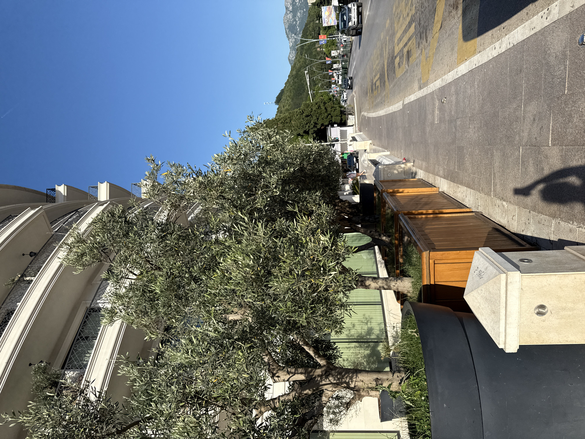 The image depicts a sunlit urban street scene in Budva, Montenegro. On the left, a multi-story, curved building with white facades and ornate dark railings on its balconies is partially obscured by a row of large olive trees. These trees are planted in both dark grey cylindrical planters and rectangular wooden planter boxes, lining a grey paved sidewalk that extends into the foreground. A light-colored stone pillar with a pyramidal top, featuring the inscription "1988," stands on the sidewalk in the lower left foreground. The distinct shadow of a person holding a mobile device is cast prominently on the lower left portion of the sidewalk. To the right of the sidewalk is a two-lane asphalt road with yellow "BUS" and "50" markings painted on its surface. Several vehicles, including multiple cars and an SUV, are visible on the road, with some appearing to be in motion. In the background, lush green mountains rise under a clear, cloudless blue sky, featuring a visible communication tower on one of the peaks. The scene is illuminated by strong, direct sunlight, creating distinct shadows.