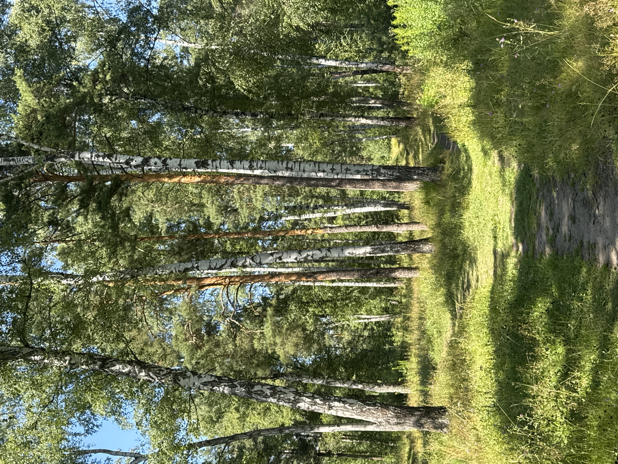The image depicts a sun-dappled dirt path winding through a mixed forest of birch and pine trees. The trees are tall and slender with white, papery bark on the birches and rougher, reddish-brown bark on the pines. Lush green grass and various wildflowers grow along the sides of the path, some of which are illuminated by sunlight, creating a vibrant contrast with the shadowed areas. The sky is a clear, bright blue. The scene appears to be a natural setting, possibly a park or a wooded area within a city. Based on the visual characteristics of the vegetation and the quality of light, this scene could be located in Nizhny Novgorod, Russia, during the summer months.