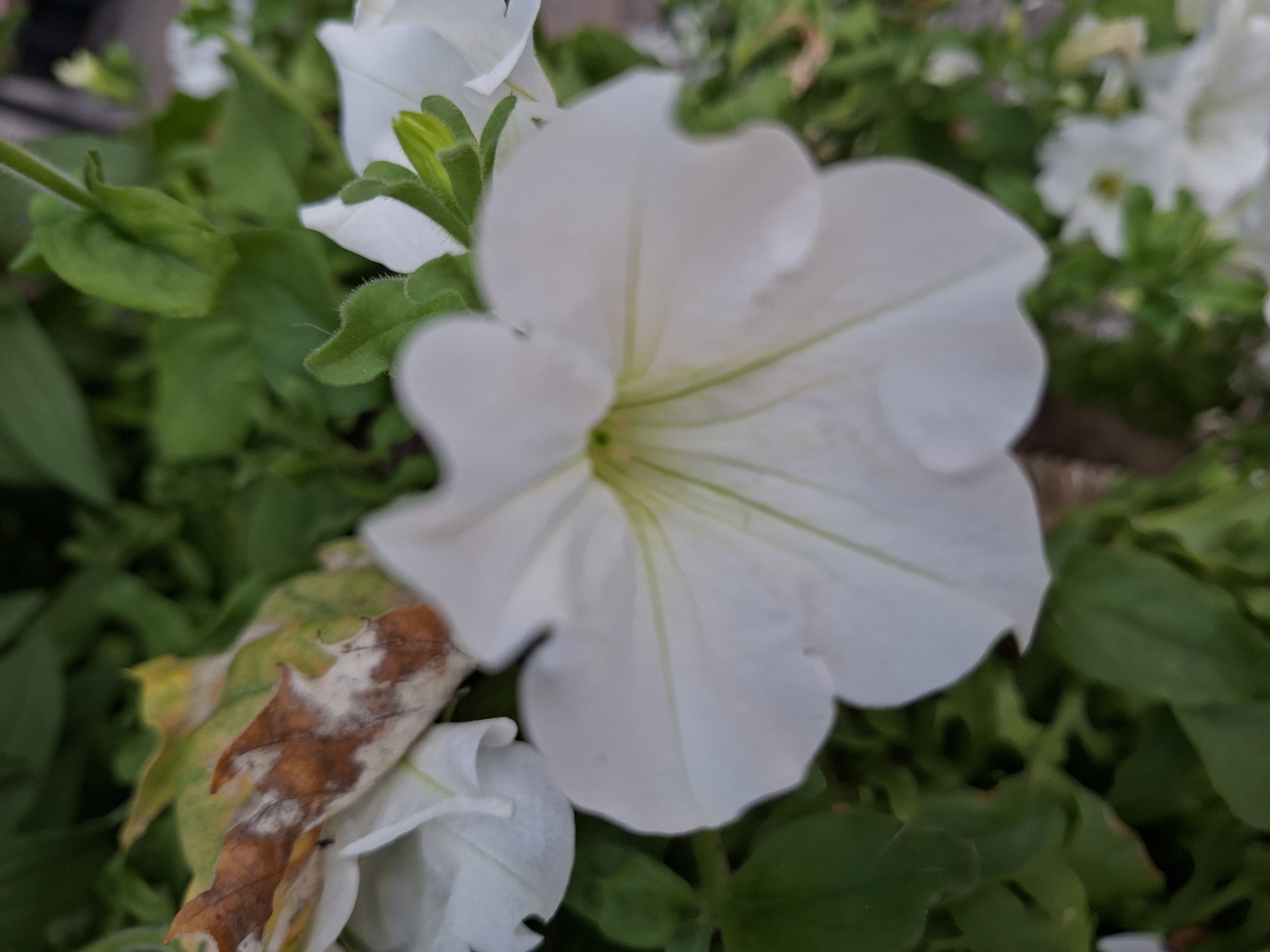 The image is a close-up, slightly blurred photograph of a white petunia flower in bloom. The flower has five prominent, soft white petals with delicate green veins radiating from the center. The center of the flower is a pale yellow-green. Behind the main flower, another white petunia bloom is partially visible, out of focus. The background is filled with lush green foliage, and a dried, brown and yellow leaf is visible on the upper left, resting on a petal. The lighting suggests it is daytime, possibly overcast. The image does not contain any identifiable landmarks or people that would specifically place it within the city of Rastatt, Germany.