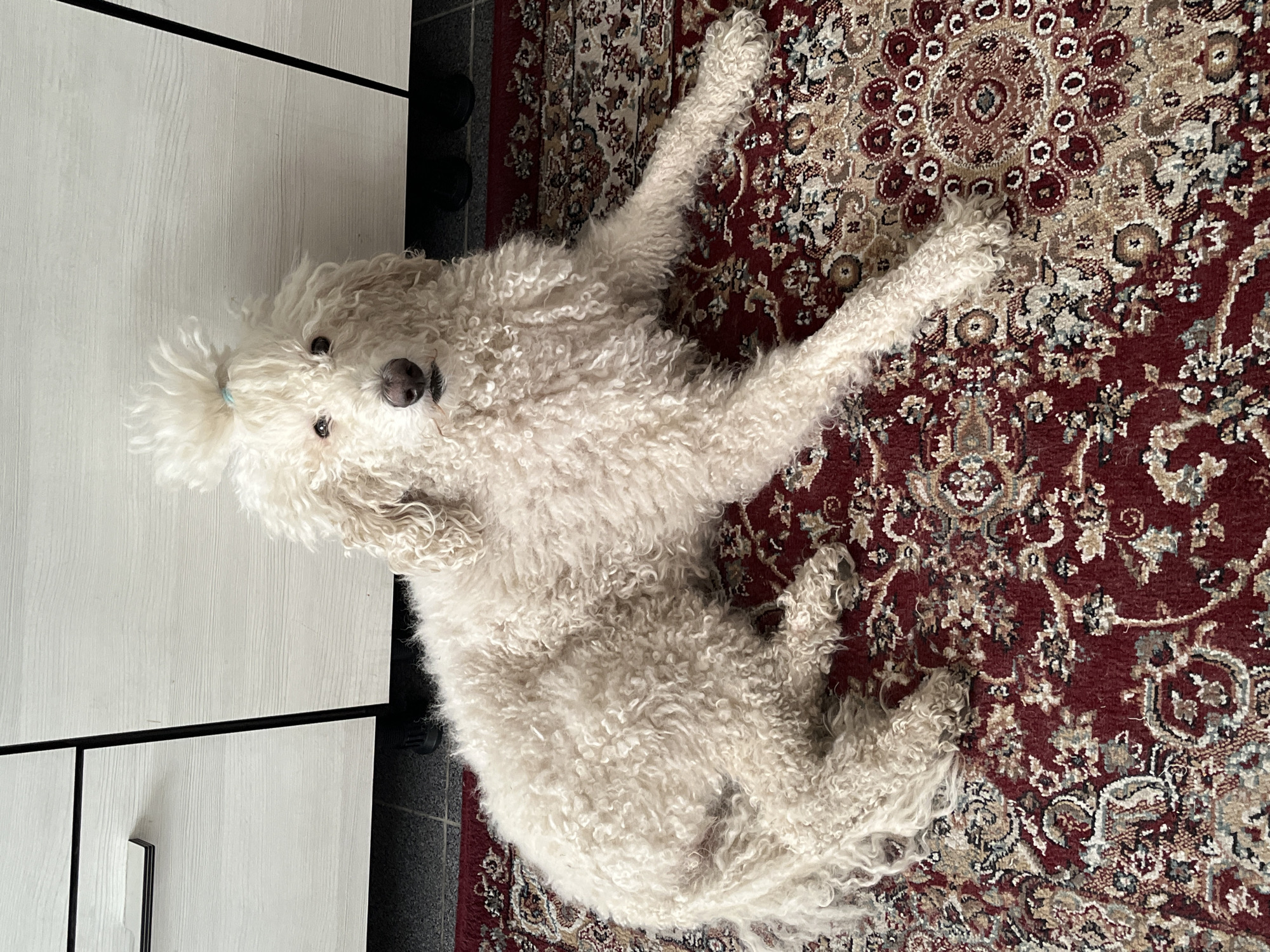 The image shows a white, curly-haired dog lying on its back on a patterned rug, looking towards the viewer. The dog, likely a poodle or poodle mix, has very fluffy and curly white fur, with a small light blue hair tie or clip on its head. Its dark eyes and nose are clearly visible. The dog's legs are splayed outwards, giving it a relaxed or playful appearance.
The rug is predominantly dark red or maroon, adorned with an intricate, ornate pattern in shades of cream, beige, light blue, and darker red-brown, characteristic of an oriental rug. Adjacent to the rug, on what appears to be a dark grey or black tiled floor, is a section of light-colored furniture. This furniture piece, possibly a cabinet or dresser, has a wood-grain texture and features a distinctive black horizontal line across its surface, along with a modern silver and black handle on one of its compartments.
The scene is an indoor setting, likely a home, with bright, possibly natural, lighting. There is no visible text in the image.