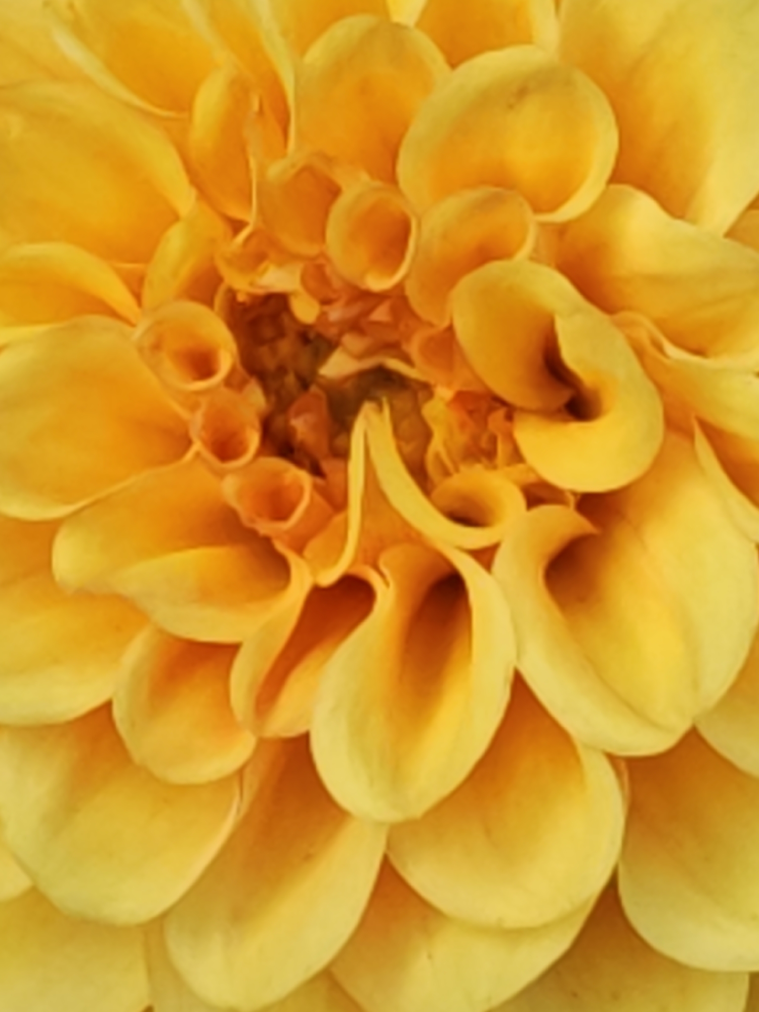 This is a close-up, macro photograph of a vibrant yellow dahlia flower. The image focuses on the intricate layers of petals, which are tightly packed and curve inwards towards the center of the bloom. The lighting highlights the rich, warm tones of the yellow and orange hues, creating a sense of depth and texture within the flower's structure. There are no people, objects, or a specific scene depicted, as the subject is solely the flower itself. The activity is static, capturing the natural beauty of the dahlia. The lack of environmental context suggests the photograph was taken in a controlled setting, likely for artistic or botanical purposes. No text is visible in the image.
