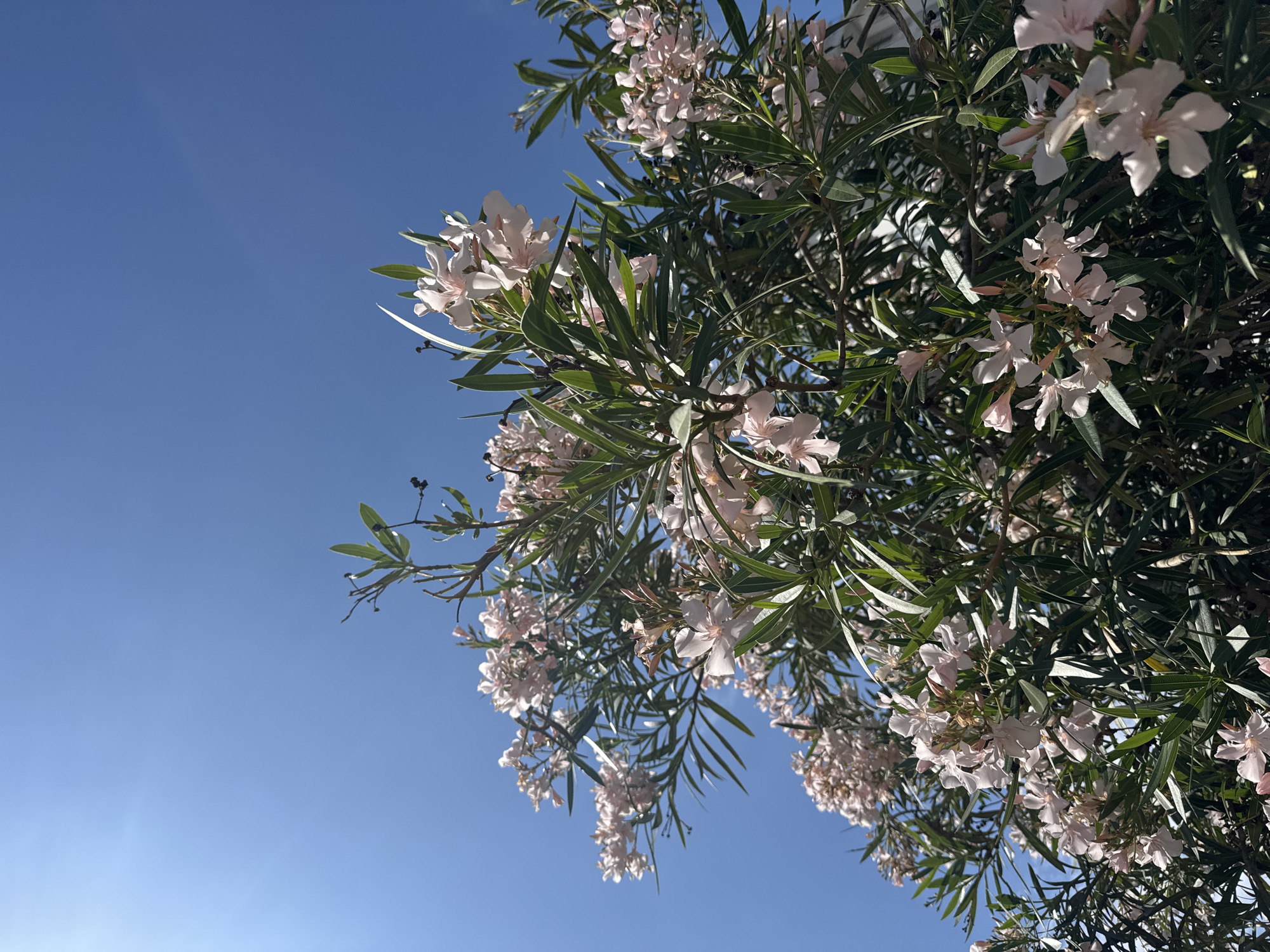 The image shows a view looking up into an oleander bush in Šušanj, Montenegro. The bush has light pink flowers and long, green leaves. The background is a clear, blue sky. The sun is shining brightly, and there is a lens flare in the bottom left corner of the image.