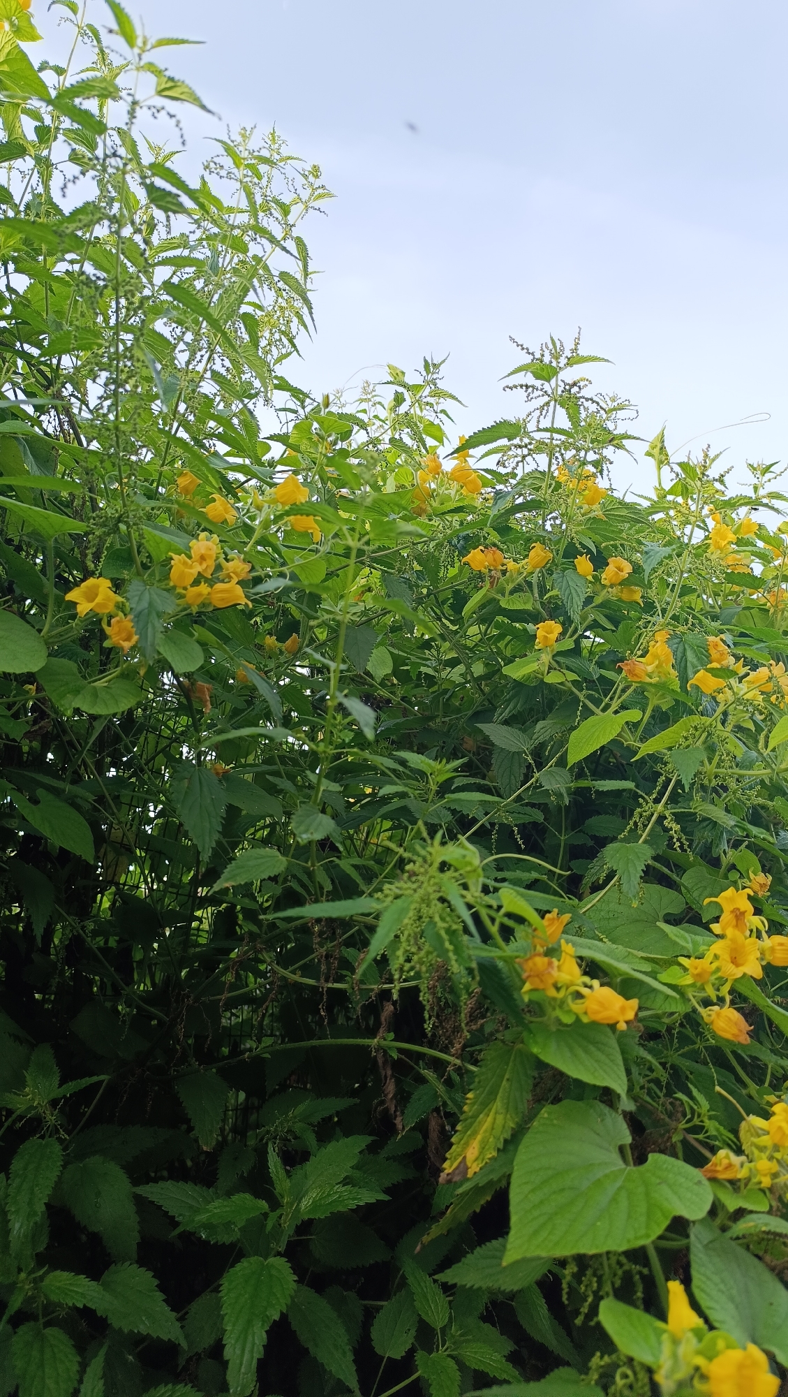 The image displays a dense thicket of green plants with clusters of small yellow flowers. The plants have serrated leaves and appear to be growing wild. The background is a pale, overcast sky. There are no people or animals visible in the image. The scene suggests an outdoor natural environment, possibly a park, garden, or overgrown area. The location is identified as Karsha, Russia.