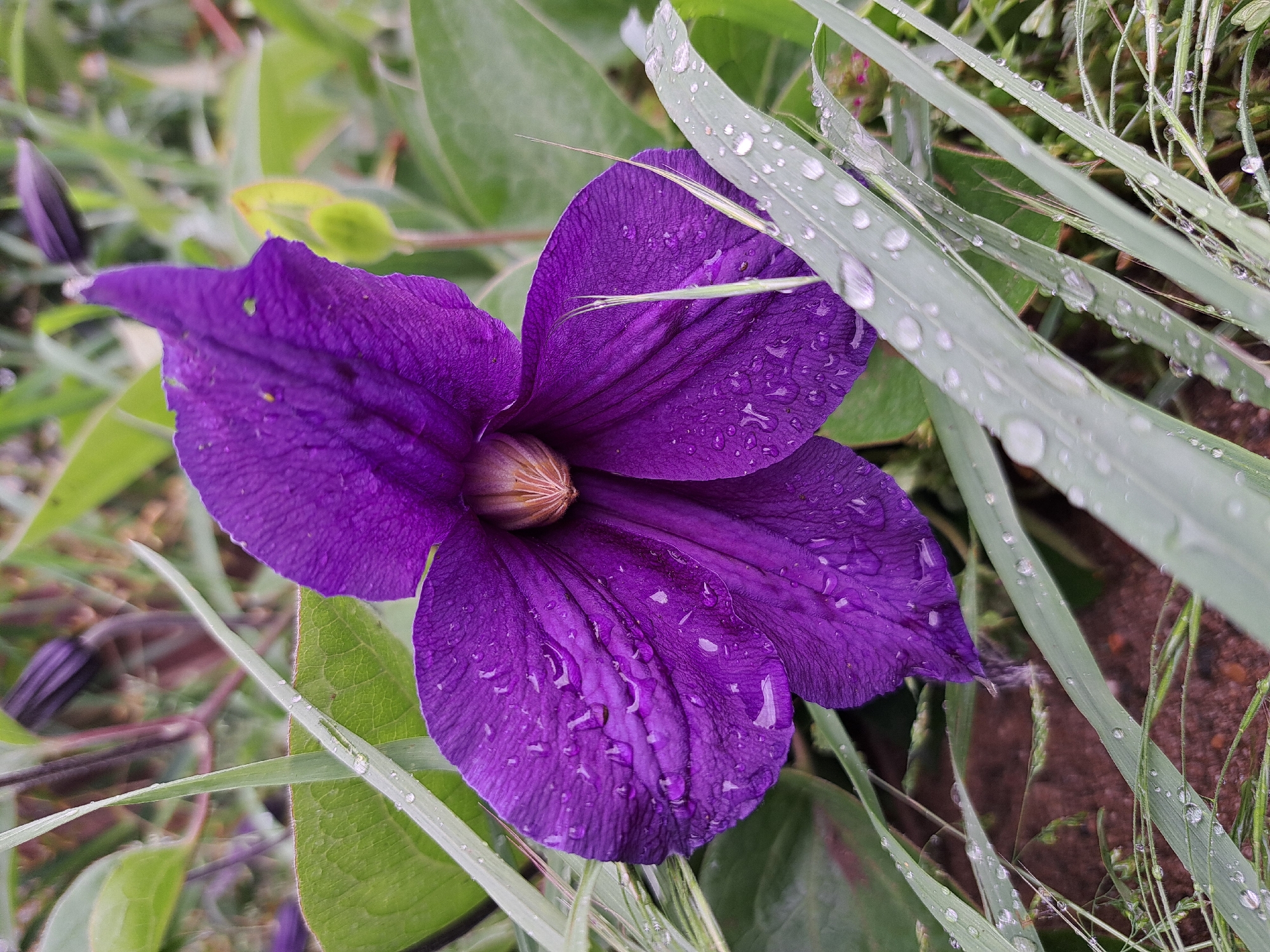 The image captures a close-up of a vivid purple clematis flower, adorned with numerous water droplets, indicative of recent rain or dew. The flower is surrounded by an assortment of green foliage, including blades of grass, some of which are also dotted with water droplets. The flower's petals exhibit a distinct veined texture, further highlighted by the droplets. In the background, there are additional green leaves and buds, suggesting the presence of other clematis flowers or plants. The overall composition suggests an outdoor setting, likely a garden. The location is in the city of Unknown, Unknown.