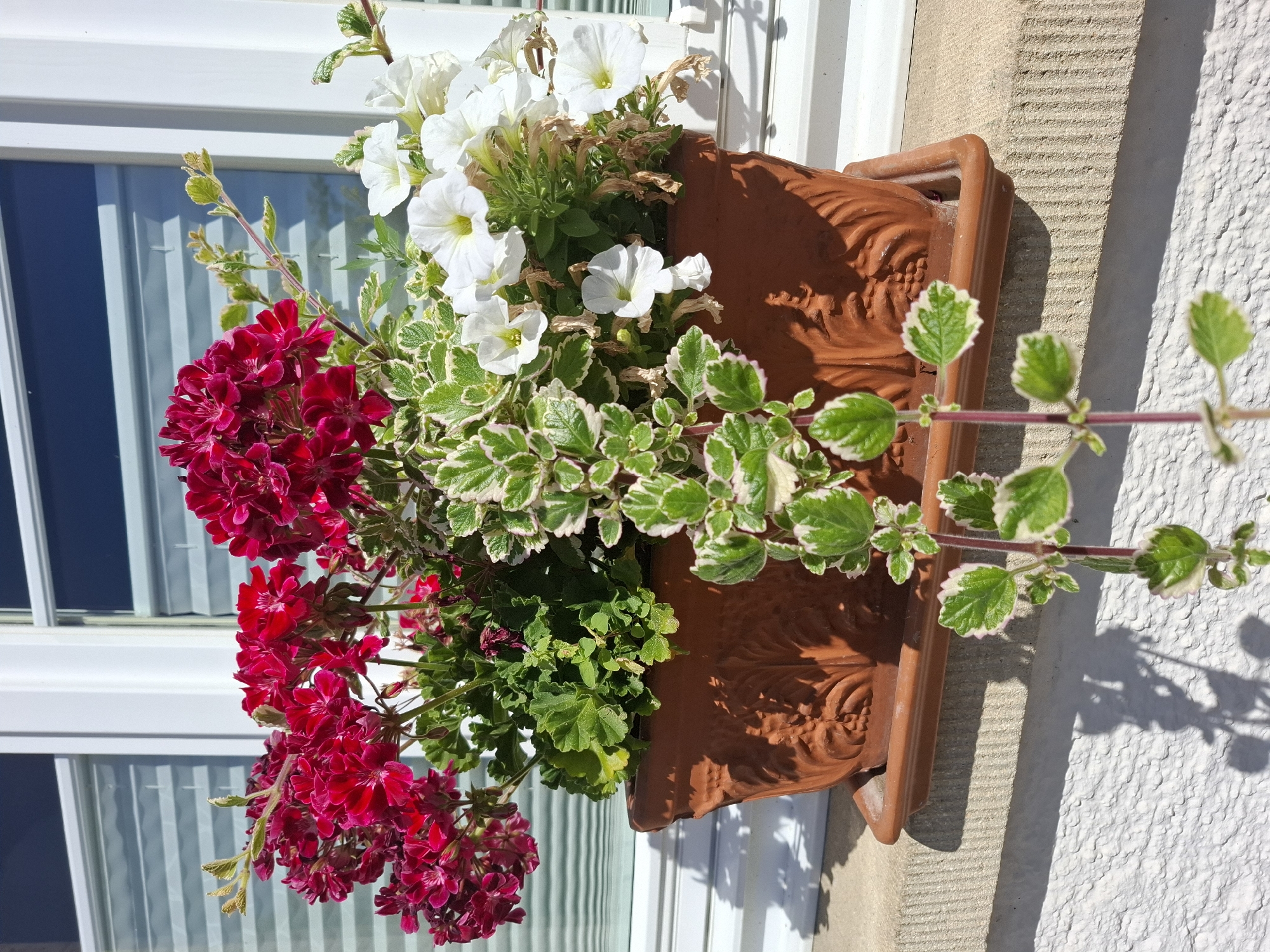 A close-up, eye-level, outdoor shot captures a terracotta planter filled with red and white petunias, and a trailing plant with variegated green and white leaves. The planter sits on a stone windowsill in front of a white-framed window with horizontal blinds. The lower part of the image shows a textured white wall and the shadow of the trailing plant. This scene is located in Klettgau, Germany.