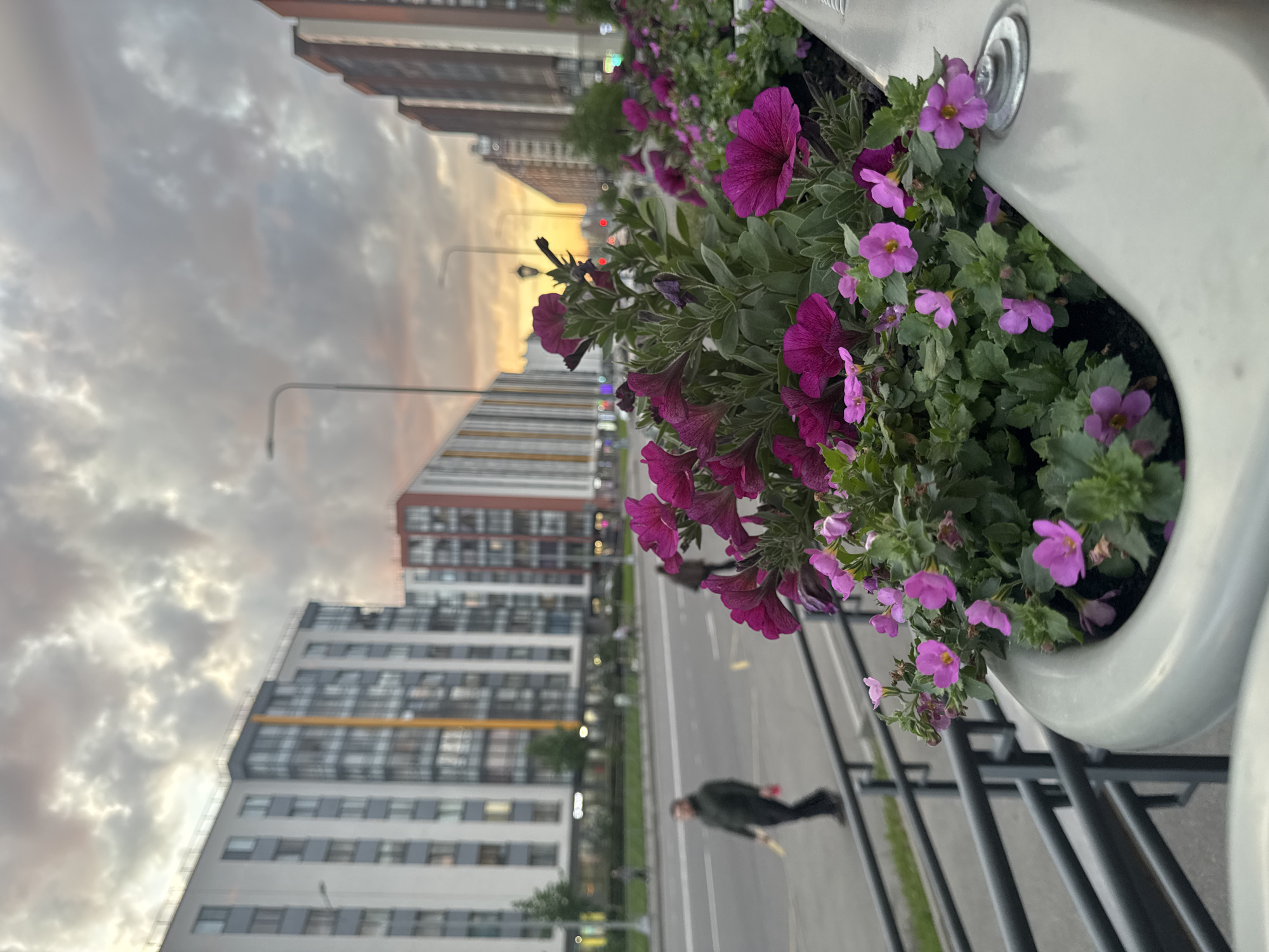 The image, originally presented in a portrait orientation, depicts an urban street scene, likely at dawn or dusk due to the soft, warm light filtering through an overcast sky. In the foreground, a light-colored planter or decorative barrier is filled with a profusion of vibrant purple petunia-like flowers and smaller pink blossoms with yellow centers, set against dark green foliage.
The background reveals a wide, multi-lane asphalt road with painted markings. Modern, multi-story buildings line both sides of the street, featuring contemporary architectural styles with varying window patterns and facades in shades of grey, white, and accents of reddish-brown. One building to the left has a striking angled roofline. Several streetlights are spaced along the road.
A single individual, dressed in dark clothing, is visible walking away from the viewer on the road or sidewalk in the mid-ground. They appear to be carrying a light-colored item in their right hand. The scene conveys a sense of quiet urban daily life during the early morning or late evening hours. No discernible text is visible within the image.