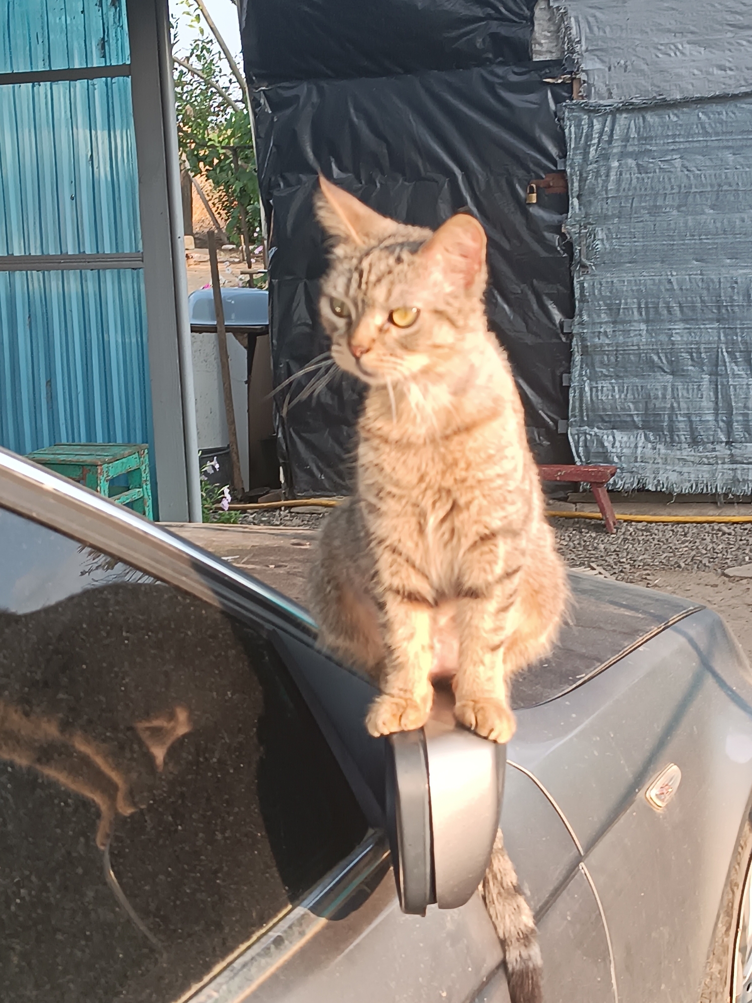 A tabby cat is sitting on the hood of a car, which is parked on a gravel surface. The cat is facing to the left and looking away from the camera. The car has a dark tinted windshield and a silver side mirror. In the background, there is a blue corrugated metal structure, a black tarp covering something, and some vegetation. The scene appears to be outdoors in a rural or semi-rural setting. The image was taken in Vypasne, Ukraine.