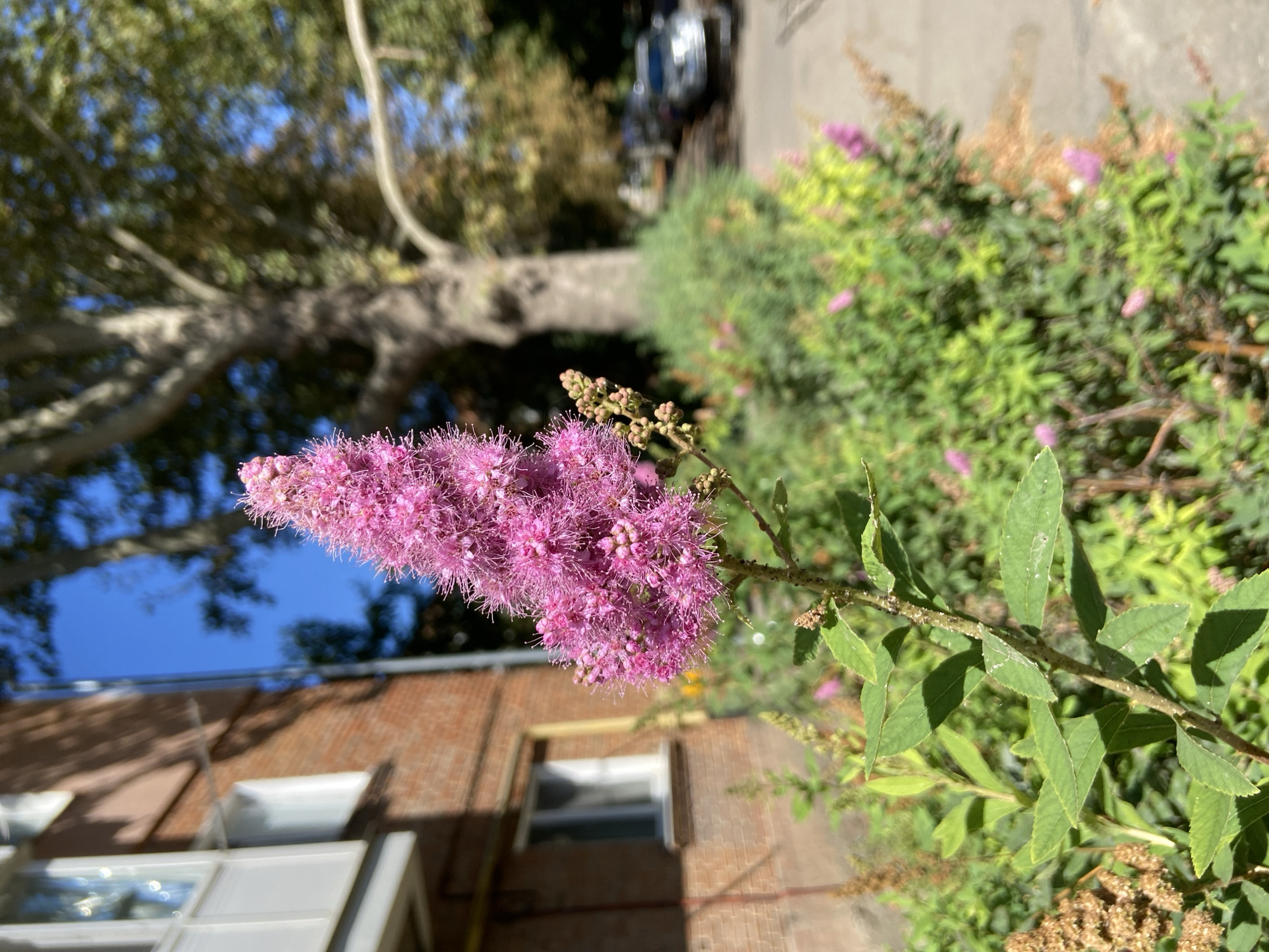 The image depicts a close-up view of a vibrant pink spirea flower in the foreground, its feathery blossoms catching the sunlight. Behind the flower, a blurred background reveals a brick building with white-framed windows, indicative of urban architecture. Further in the distance, a large, leafy tree stands tall, its branches casting shadows. A paved walkway or road is visible to the right, with a silver car parked in the background. Green bushes and other smaller pink flowers are scattered throughout the scene, suggesting a park or garden setting within a city. The presence of a brick building and tree-lined streets implies an urban environment. Given the provided context, the scene is located in Uman, Ukraine. The lighting suggests it is daytime, likely late morning or early afternoon, with clear blue skies overhead. There are no people or animals visible in the frame.