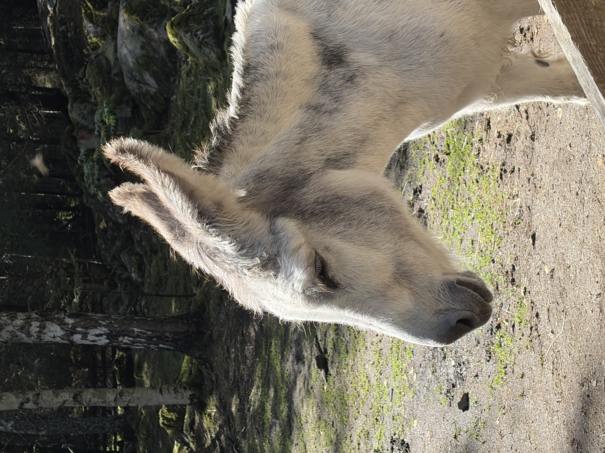 A pale grey donkey stands in profile, facing left, with its eyes mostly closed. Its long ears are erect and pointed, catching the sunlight. The donkey's fur is shaggy, with darker grey markings on its neck and back. The background consists of a forest with birch trees, rocks covered in moss, and dappled sunlight on the ground. The ground is covered in dirt and sparse green vegetation. A wooden fence is partially visible in the lower right corner. This scene is located in Tangen, Norway.