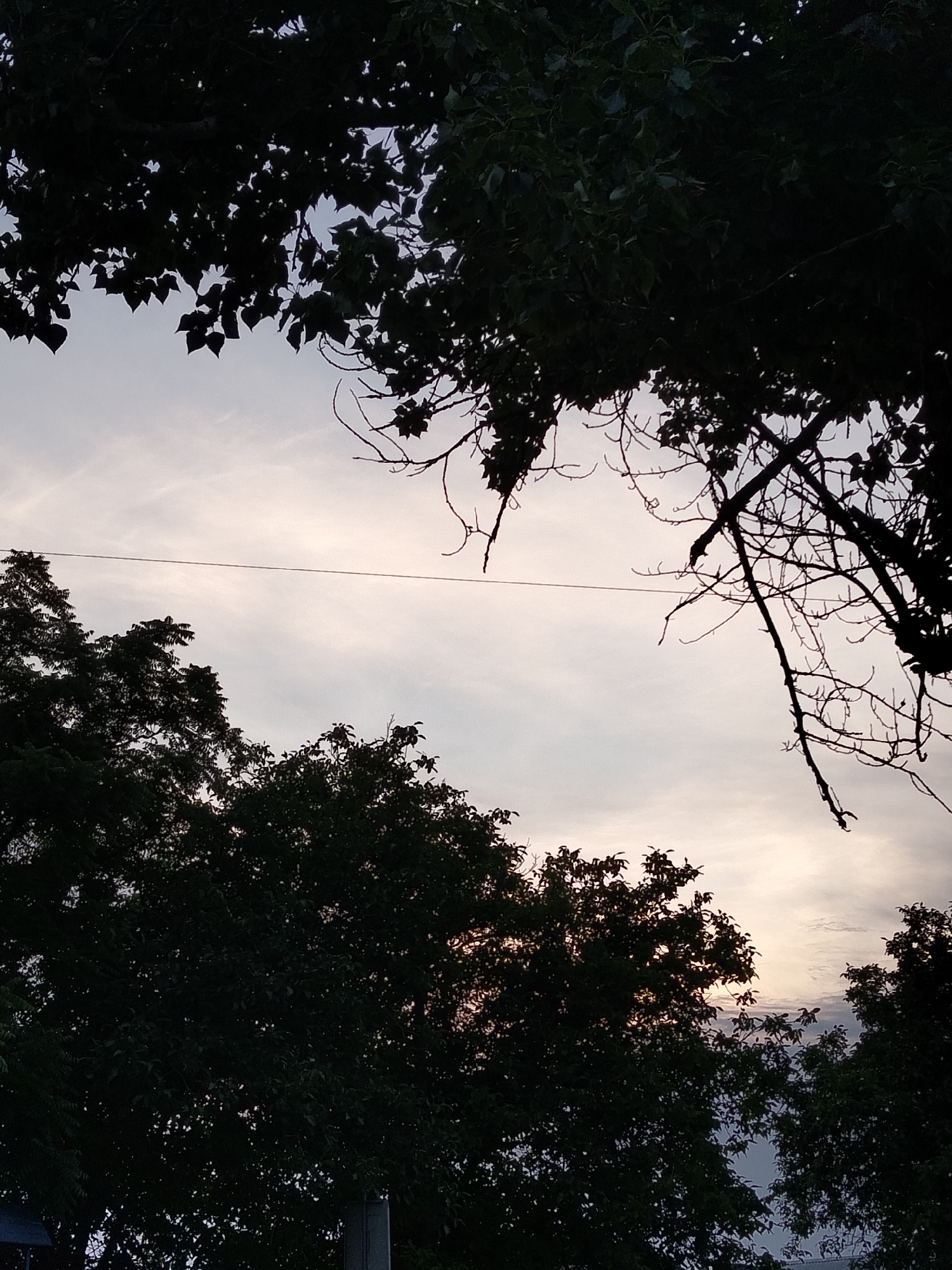 The scene depicts an outdoor environment in Biliaivka, Ukraine, at either dawn or dusk. The sky, characterized by light gray, white, and faint pink-orange hues, occupies the majority of the frame, showing thin, wispy cloud formations. Overlapping and framing the sky are dark silhouettes of various trees and their branches. A dense canopy of leaves from a large tree dominates the upper portion of the image, extending from left to right, with some bare, intricate branches visible on the upper right side. Additional tree foliage, also silhouetted, is present in the lower-left and lower-right corners. A single, thin utility wire traverses horizontally across the mid-section of the sky. In the bottom-right corner, a light-colored, vertical pole or structure is partially visible, obscured by the surrounding tree leaves. No human figures, animals, or active subjects are discernible within the frame.