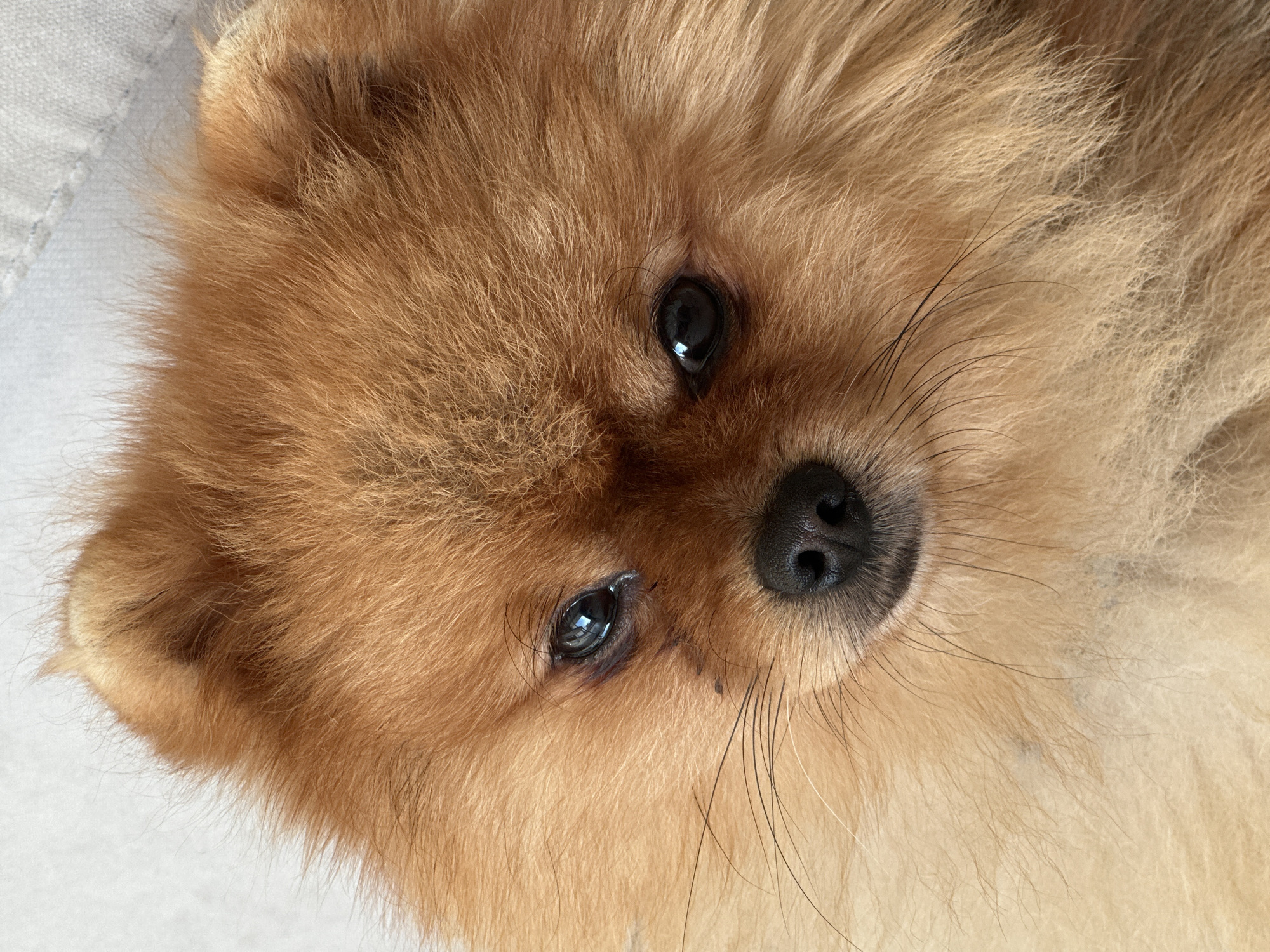 A close-up, high-angle portrait features the head of a small dog, consistent with a Pomeranian, facing upwards towards the camera. The dog's coat is dense and multi-layered, predominantly a warm orange-brown color, with lighter cream-colored fur on the cheeks and lower muzzle. Both eyes are dark and round, exhibiting specular reflections from a light source. The left eye (viewer's right) shows prominent dark staining or discoloration of the fur beneath it, while the right eye (viewer's left) has less distinct discoloration. The nose is small, black, and appears moist. Multiple long, black vibrissae (whiskers) extend from the muzzle area. The tips of the dog's erect, fur-covered ears are visible at the top of the head. The dog is positioned against an indistinct, soft, light-colored background, possibly a textile surface, which displays subtle texture and faint stitching lines in the upper right quadrant of the image.