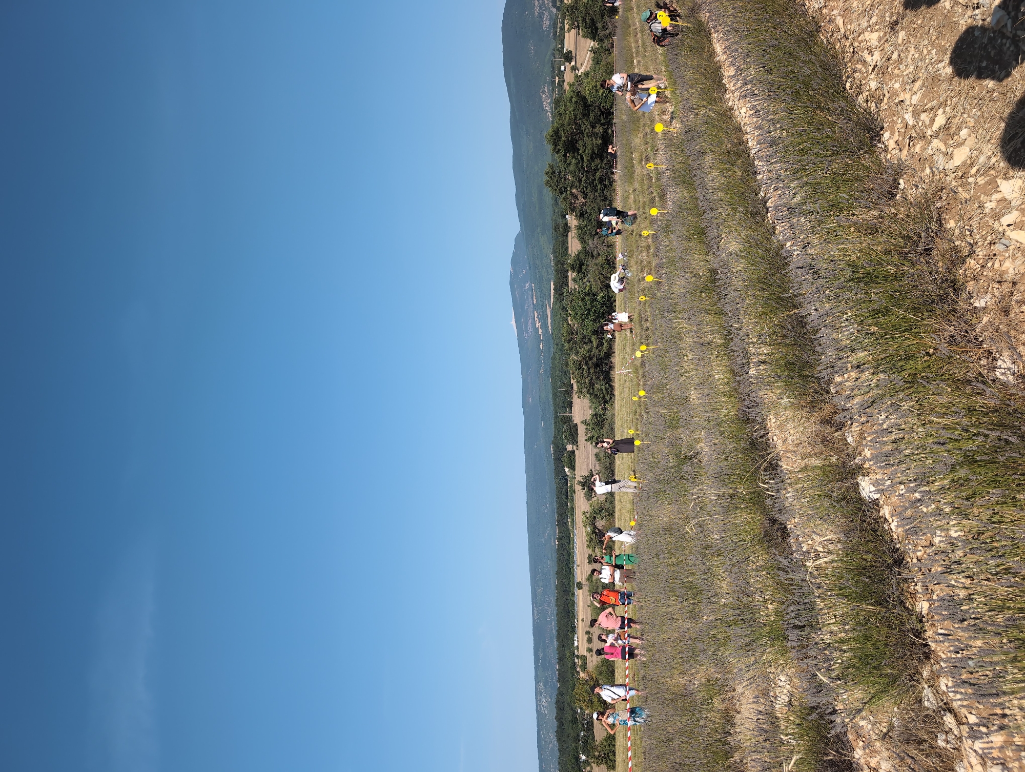 The image shows a lavender field with several people scattered throughout. The field is laid out in rows, with some yellow markers visible. In the background, there are trees and hills, suggesting a rural or semi-rural location. The sky is clear and blue. A sign with red and white stripes is visible on the left side of the image, possibly indicating a boundary or restricted area. Some people appear to be interacting with the lavender, possibly harvesting it. The scene appears to be a tourist attraction or a farm open to visitors. The location is identified as Saint-Trinit, France.