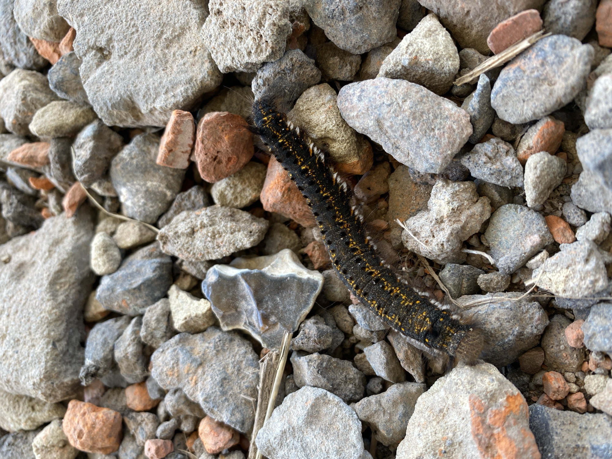 A black caterpillar with yellow spots and white hairs is crawling on a surface covered with gravel and small pieces of brick. The caterpillar is long and segmented, with its body slightly curved. The gravel is composed of various shades of gray and brown rocks, mixed with reddish-orange brick fragments. The lighting suggests an outdoor setting.