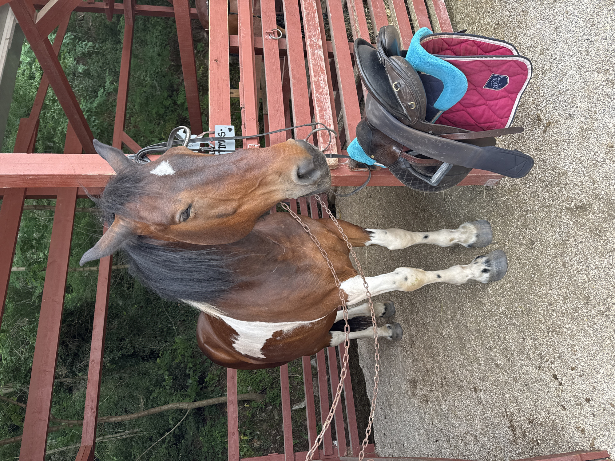 The image depicts a bay pinto-patterned horse standing within a red-painted wooden stable structure, located in Podostrog, Montenegro. The horse, facing slightly towards the viewer's left, has a dark brown coat with prominent white markings, including a wide blaze on its face and large irregular patches on its flanks and legs. Its mane is dark brown or black. Its eyes are mostly closed or appear drowsy, and it wears a black bridle with a bit, from which a white tag reading "TIM S-" with a heart symbol hangs. A metal chain is strung across the lower front of the enclosure. To the immediate right of the horse's head, an English or trail-style saddle, dark brown in color, rests on a post. Beneath the saddle are two pads: a bright blue fuzzy pad and a quilted maroon pad with a white border and a dark blue crest-like logo. The ground of the enclosure is covered in light-colored gravel or crushed stone. The background reveals dense green foliage and trees behind the stable structure, indicating a natural, possibly wooded environment.