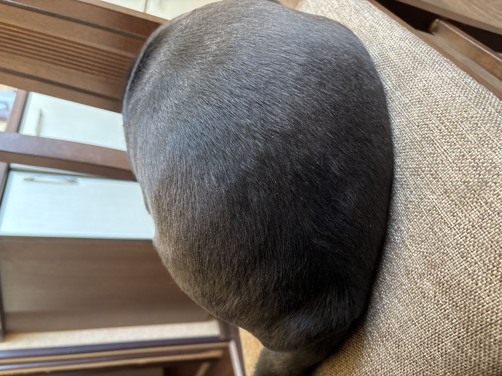 The image shows a close-up of the back of a black dog's head resting on a tan, textured surface, likely a couch or chair. The dog's fur is short and smooth. In the background, there's a partially visible piece of wooden furniture, possibly a cabinet or table, with white panels. The location cannot be determined as Shadrinsk, Russia, based on the visual information.