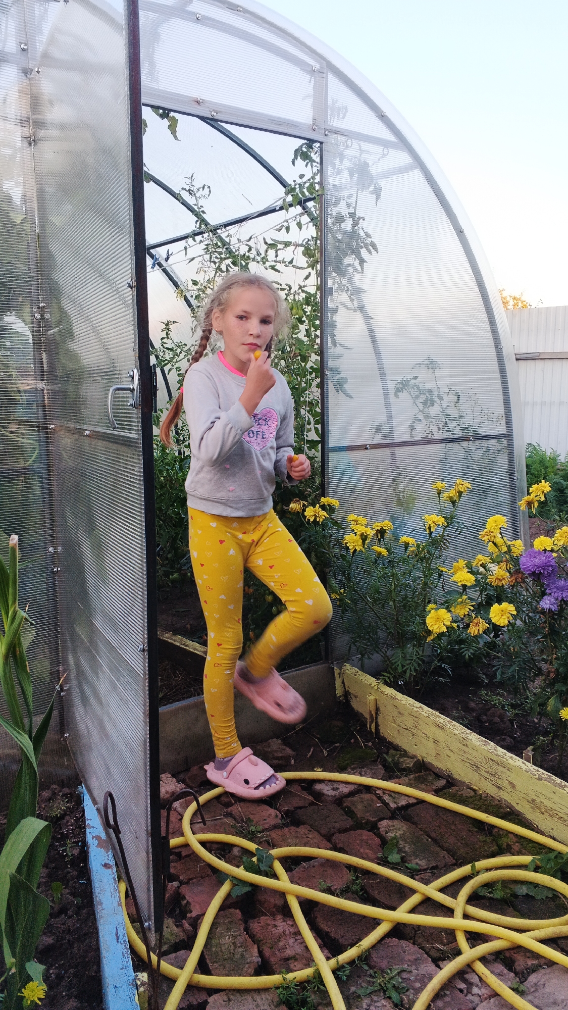 A young girl with blonde pigtails, wearing a grey sweatshirt with a pink heart design and yellow leggings with heart patterns, stands inside the entrance of a transparent greenhouse. She is holding a small yellow fruit to her mouth with her right hand and has her left hand slightly raised. She is wearing pink cartoon-shaped slides. Outside the greenhouse, to the right, are blooming yellow and purple flowers, and to the left, there is soil and a portion of a plant. A yellow garden hose is coiled on the brick-lined ground in front of the greenhouse entrance. The scene appears to be in an outdoor setting, possibly a backyard or garden, in the city of Podgornoye, Russia. The sky is visible and appears to be overcast or dusk.