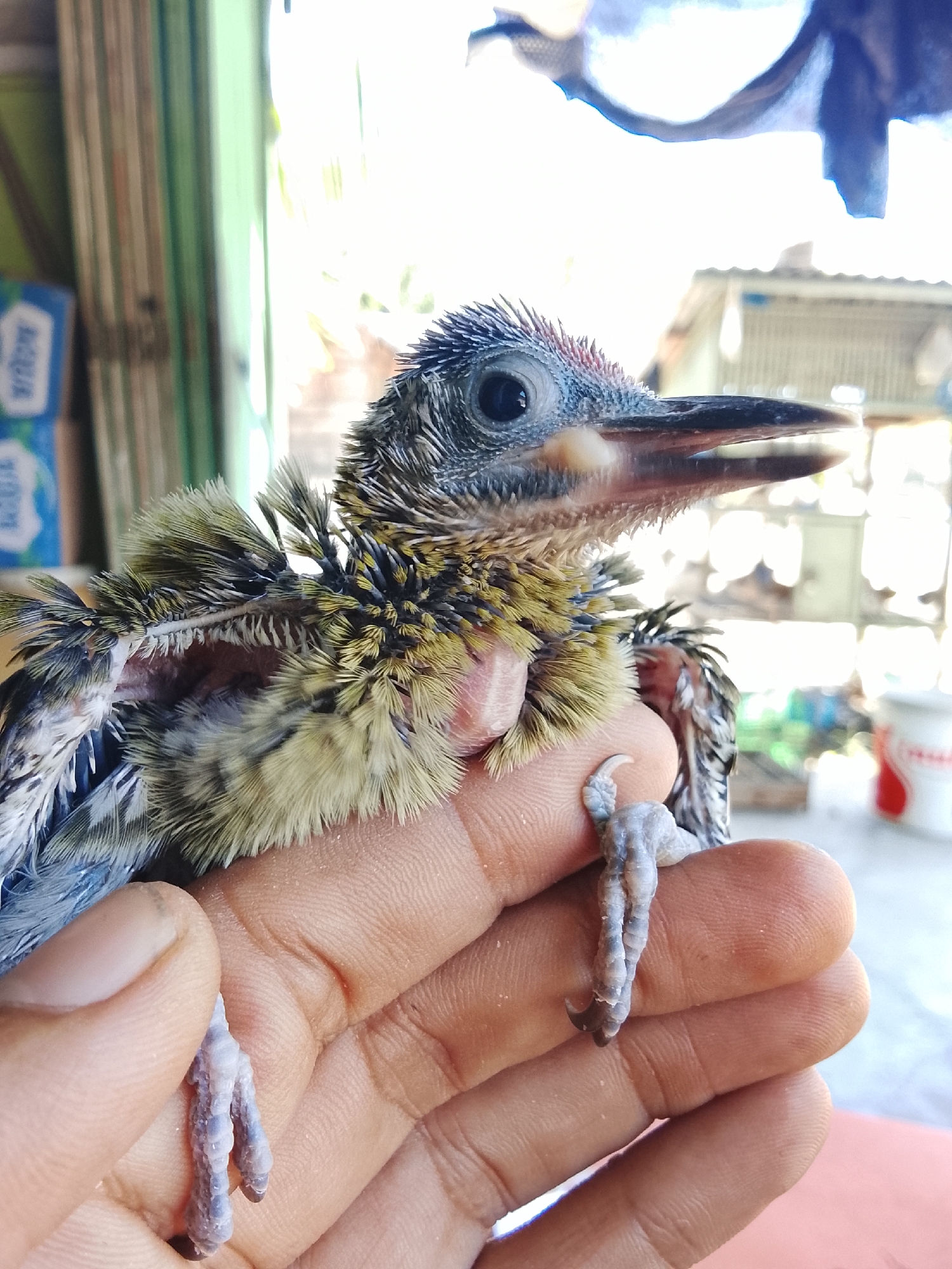 A close-up shot features a baby bird being held in a person's hand in Kuta Trieng, Indonesia. The bird has light gray and yellow downy feathers, with some darker feathers visible on its wings and head. Its beak is long and pointed, and its eyes are dark. The bird's legs are thin and gray, with sharp claws. The person's hand is visible in the foreground, with the bird perched on their palm and fingers. In the background, a window with green blinds and a blurred outdoor scene with buildings and foliage can be observed.