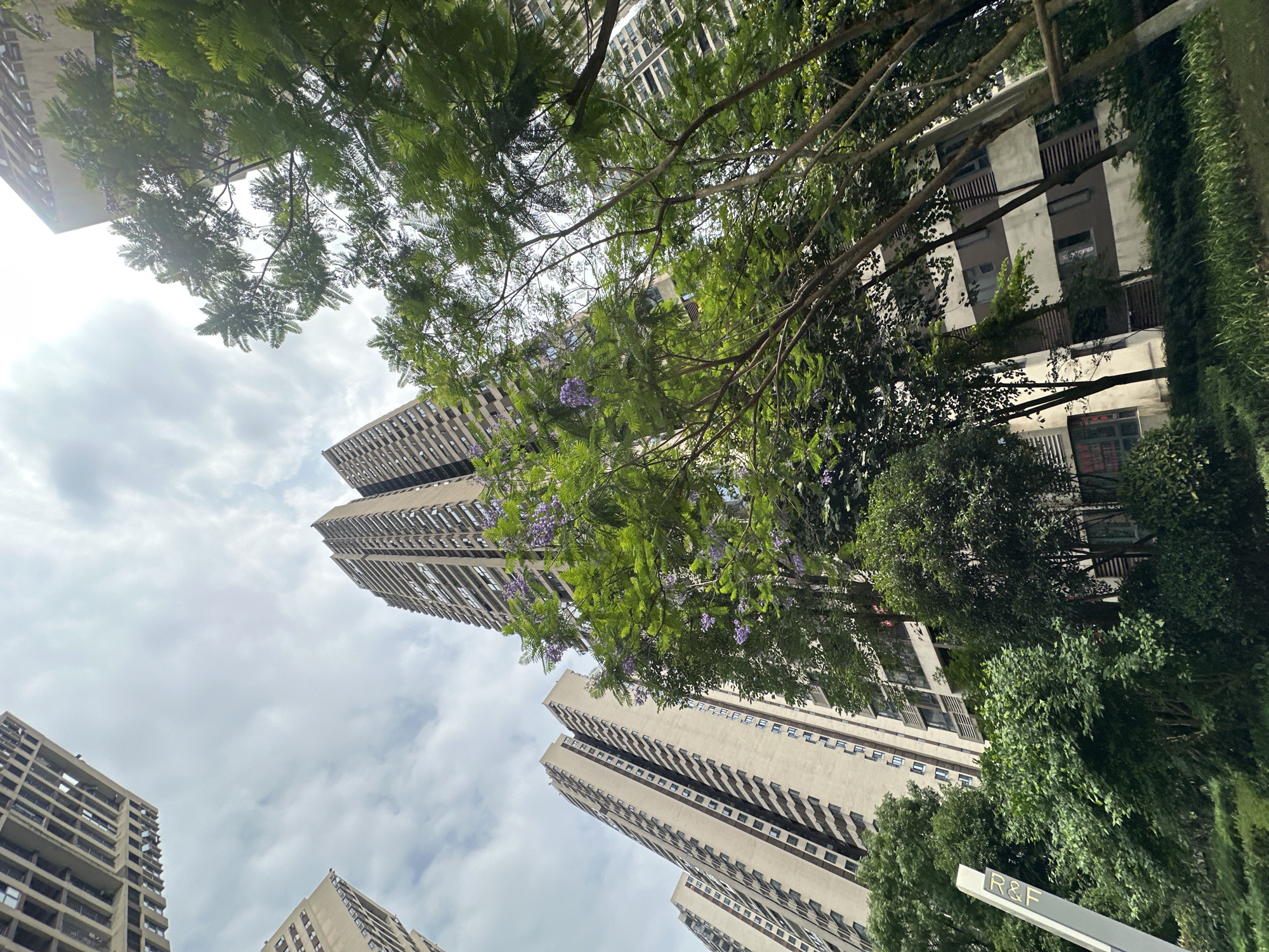 The photo, taken in Chongqing High-tech Zone, China, features a low-angle perspective of multiple high-rise buildings against a cloudy sky. Green trees with some flowering branches are visible, partially obscuring some of the buildings. A sign marked "R&F" is visible in the lower right corner. The buildings are predominantly gray in color.
