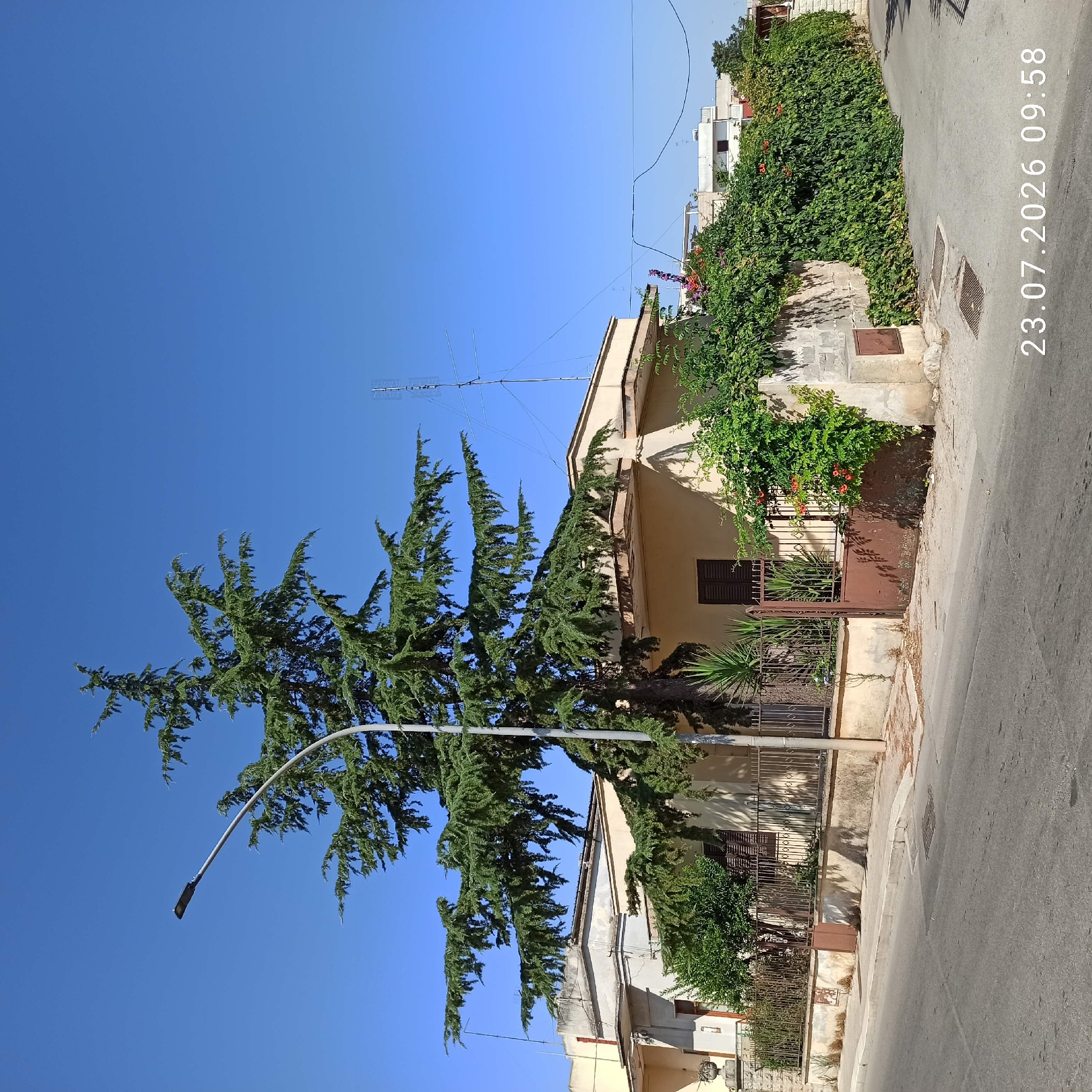 This is a wide-angle, eye-level, outdoor photograph taken on a clear, sunny day in Bitonto, Italy. The scene depicts a street view looking towards a residential property with a large coniferous tree in the foreground. The tree's branches spread widely, partially obscuring the house.
The property features a light-colored, single-story building with a flat roof, partially covered by dense green foliage and red flowers. A metal fence encloses the front yard, with a brown metal gate visible. A street lamp is positioned to the left of the tree. In the background, other buildings and a radio antenna are visible against a clear blue sky.
The street in the foreground is paved, with a curb and sidewalk. Two metal grates are set into the sidewalk. A watermark in the lower right corner of the image reads "23.07.2026 09:58". There are no people or animals visible in the image. The overall impression is one of a quiet residential street on a bright summer morning.