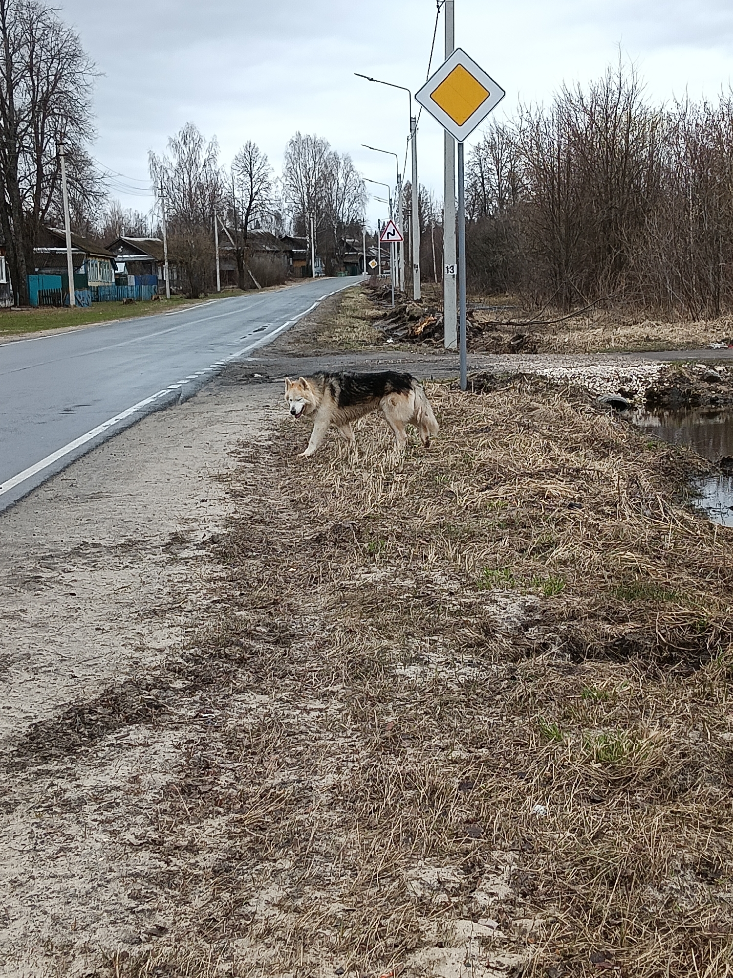 The scene depicts a rural roadside in Красный Маяк, Russia. A medium-sized dog, appearing to be a German Shepherd mix, stands on a grassy verge beside a paved road. The verge consists of sand, mud, and patches of dry, brown grass. Beyond the verge is a small body of water. In the background, utility poles, road signs (including a yellow diamond-shaped sign), and bare trees are visible. Further in the distance are houses along the road. The sky is overcast.