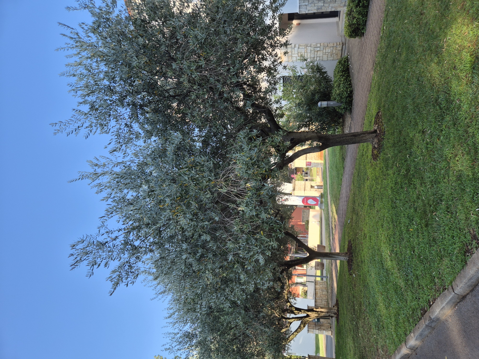 The image shows a sunny day in Umag, Croatia, with a clear blue sky. The foreground features a well-maintained lawn bordered by a concrete curb and asphalt road. Two olive trees with dense green foliage are prominent, with one tree on the right side of the image casting a shadow on the paved walkway behind it. The walkway, made of patterned bricks, curves through the scene. In the background, a building with a white facade and stone accents is visible, along with other vegetation and what appears to be a lamppost. There are no people visible in the image. The overall impression is one of a peaceful, well-kept outdoor area.