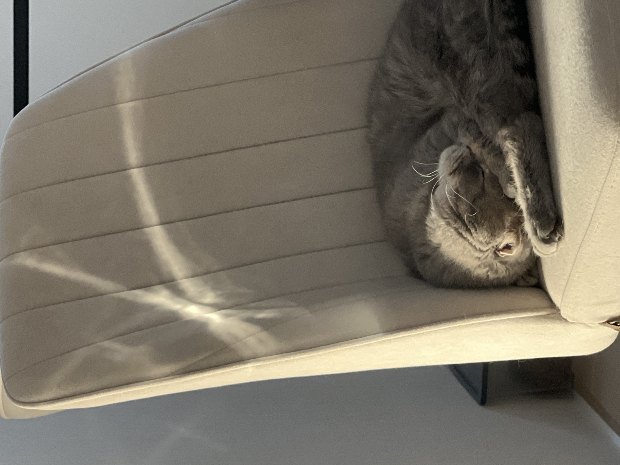 A gray cat rests on a beige chair in an indoor setting. The scene does not provide information regarding its location within the city of Votkinsk, Russia. The cat is curled up, with its paw near its face. The chair has horizontal stitching and light reflecting off of it.