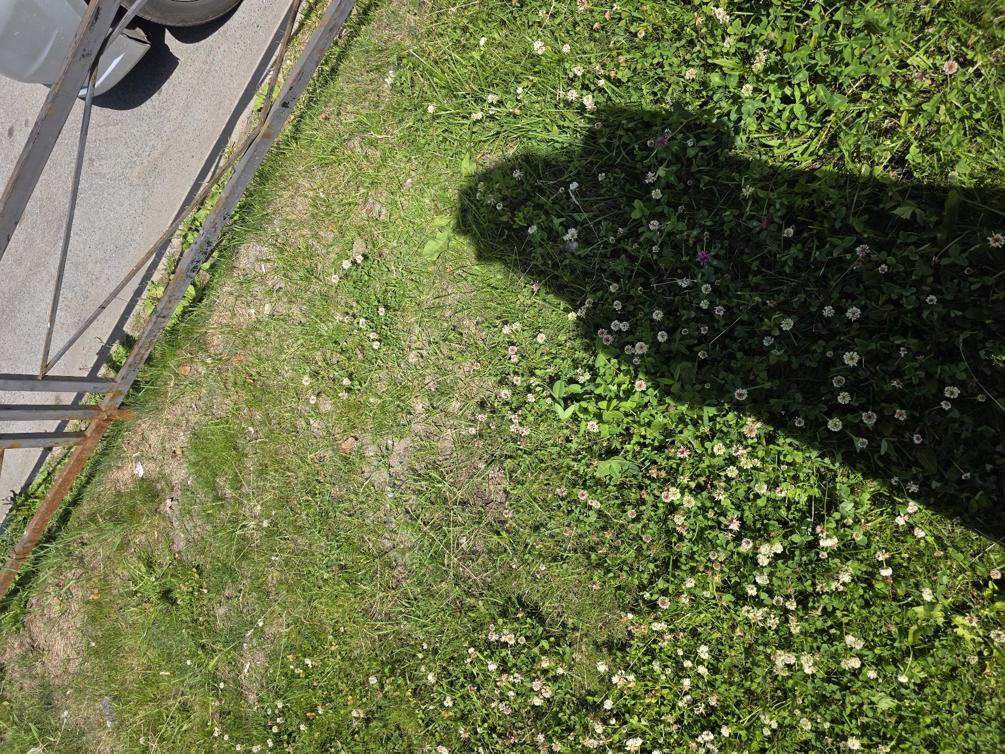 This media file is a top-down, close-up view of a grassy area next to a metal fence and a paved surface where a vehicle's tire is visible. The grass is a mixture of green and drier, yellowed patches, interspersed with small white and pink clover flowers. A distinct shadow of a person is cast across the grass, indicating a sunny day. The metal fence is weathered and rusty, suggesting it is an outdoor urban setting. The overall scene depicts a patch of nature in an otherwise developed area, possibly a park or a roadside verge. The time of day appears to be midday or early afternoon due to the angle of the shadow. The location is identified as Saint Petersburg, Russia. There is no visible text in the image.