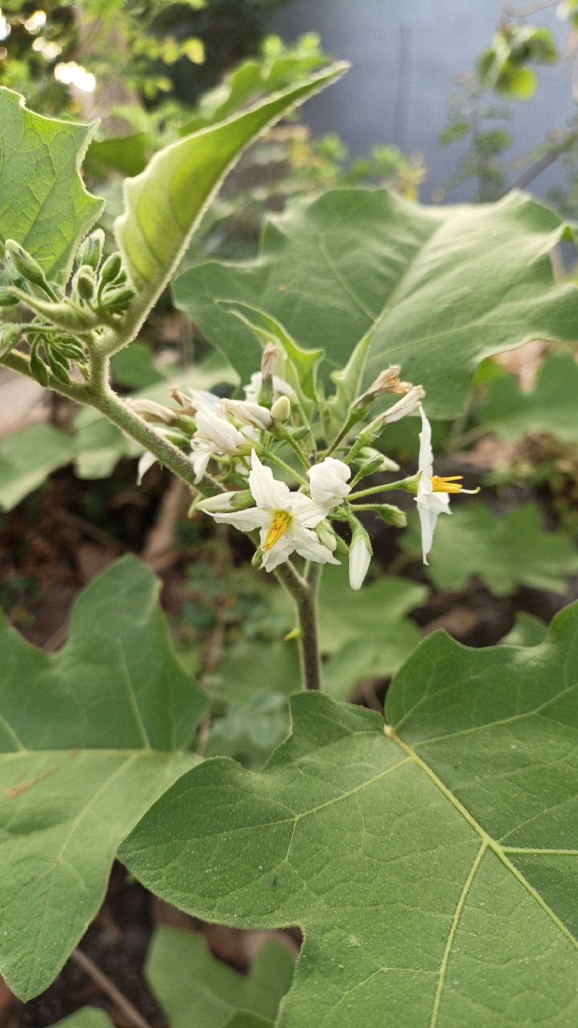 The image shows a close-up of a plant with white flowers and green leaves. The flowers have yellow stamens and are clustered on a stem. The leaves are large and have serrated edges. The plant appears to be growing outdoors, with a blurred background of other foliage and what might be a building. The lighting suggests it is daytime. The image was taken in Cikal, Indonesia.