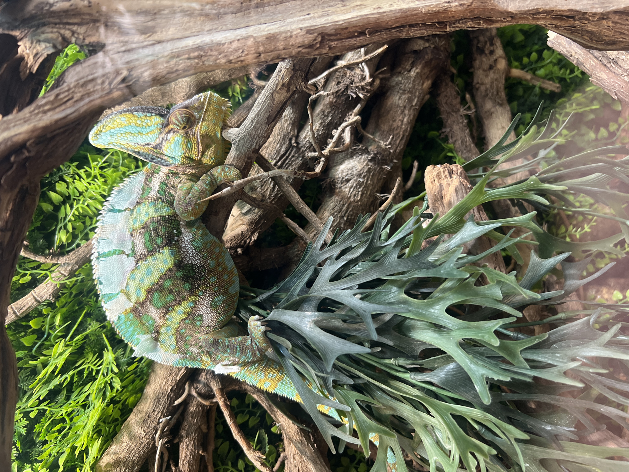 A chameleon is perched on a branch, surrounded by artificial foliage. The chameleon displays a complex color pattern of green, blue, and yellow. The background includes more foliage and branches, creating a naturalistic enclosure setting.