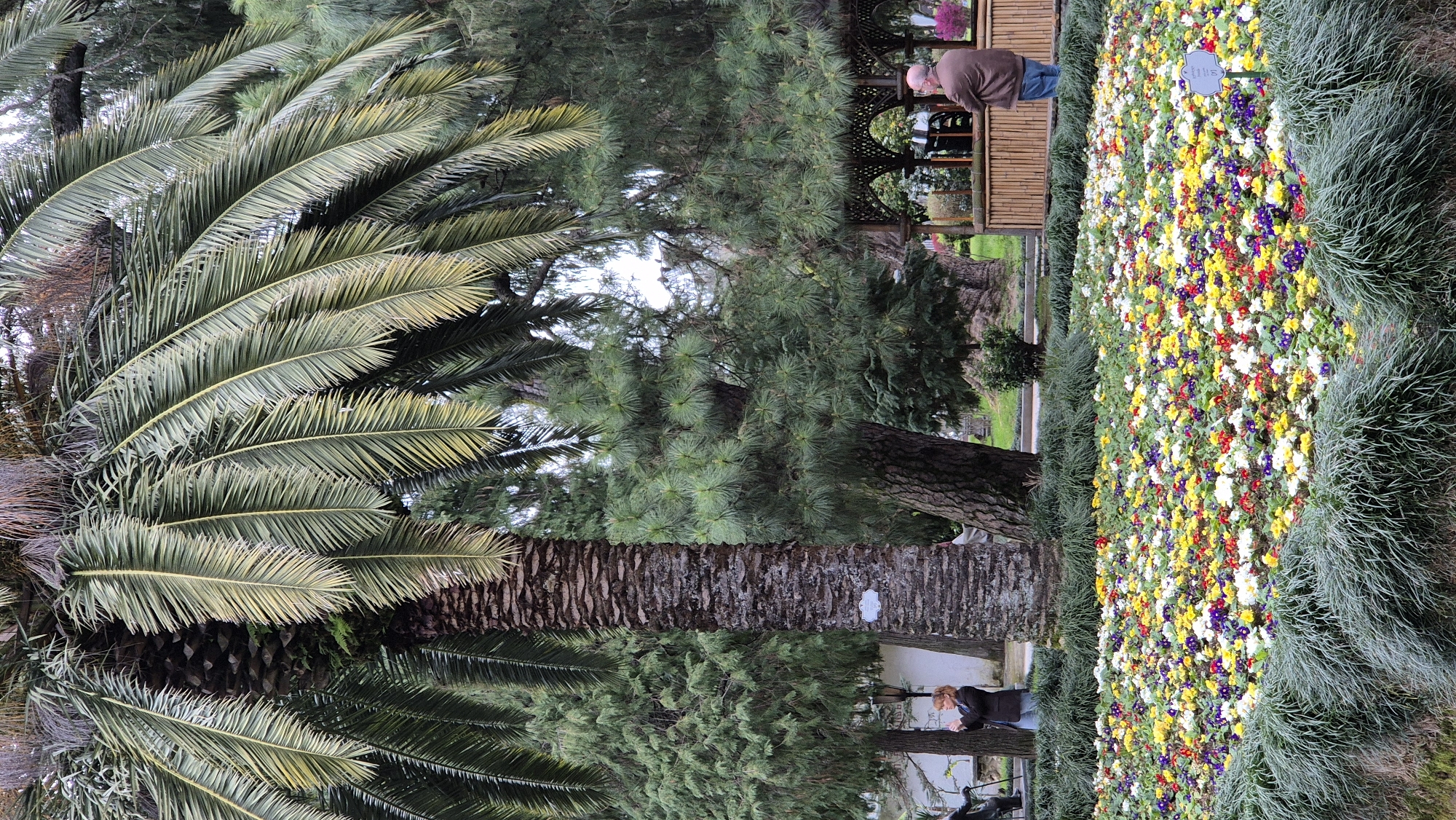 The image captures a vibrant scene in a park, likely the Batumi Botanical Garden in Georgia, evident from the diverse flora. A large palm tree dominates the left side of the frame. Its thick, brown trunk and green fronds fill the space.
A colorful flower bed stretches horizontally across the right side, bordered by green shrubbery. The flowers include yellow, white, red, and purple varieties.
In the background, a gazebo-like structure stands, where a man wearing a brown jacket and jeans is leaning against the side. Near the bottom, a woman is dressed in a dark jacket. The sky is overcast, and tall trees surround the open space.