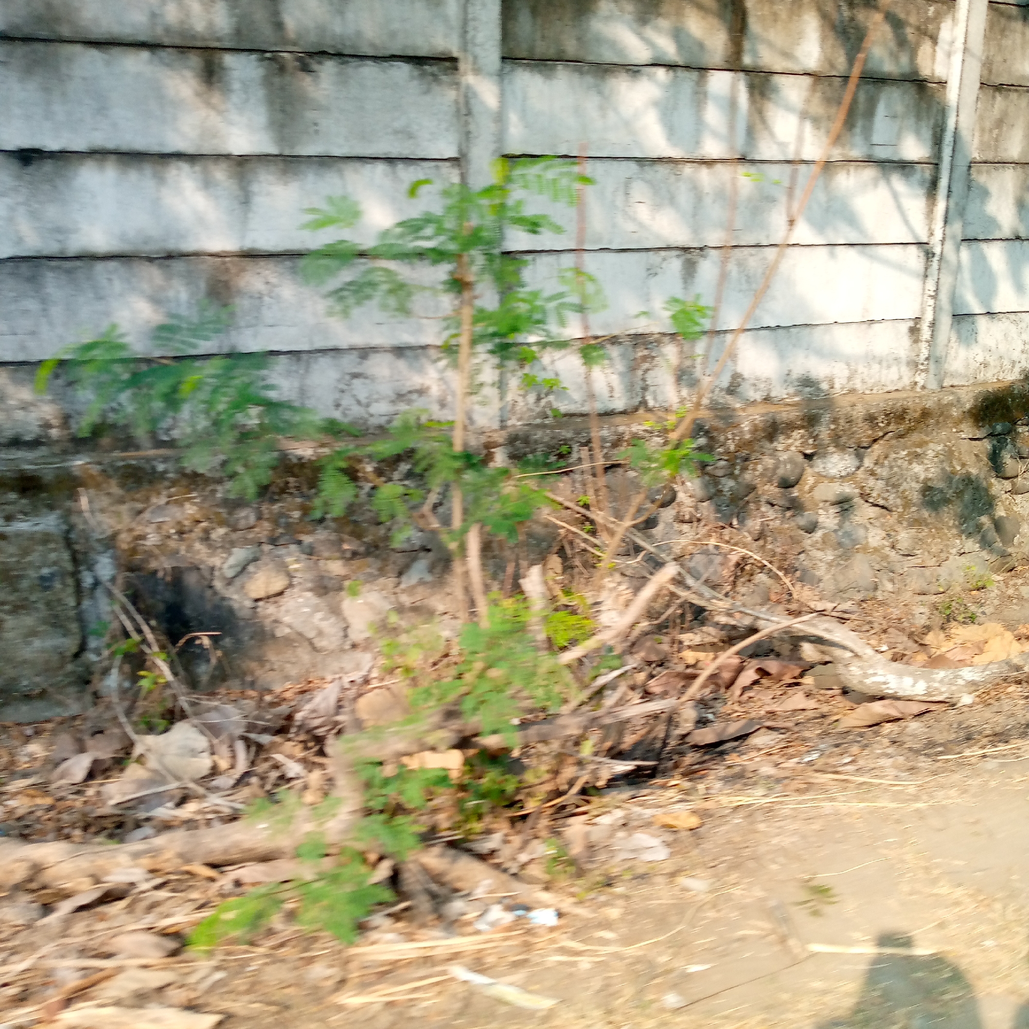 The image depicts a segment of a wall constructed from horizontally stacked concrete slabs. The wall shows signs of weathering, with dirt and shadows streaked across its surface. In front of the wall, a patch of ground is covered in dry leaves, twigs, and some sparse green vegetation. A few thin, upright branches are visible, along with a larger, light-colored, curved object, possibly a piece of driftwood or a similarly shaped natural element. The lower right portion of the image shows a dirt path or road, with a shadow of a person casting onto it, suggesting the photograph was taken outdoors during daylight. The overall scene appears to be an outdoor environment, possibly a neglected or overgrown area near a structure.